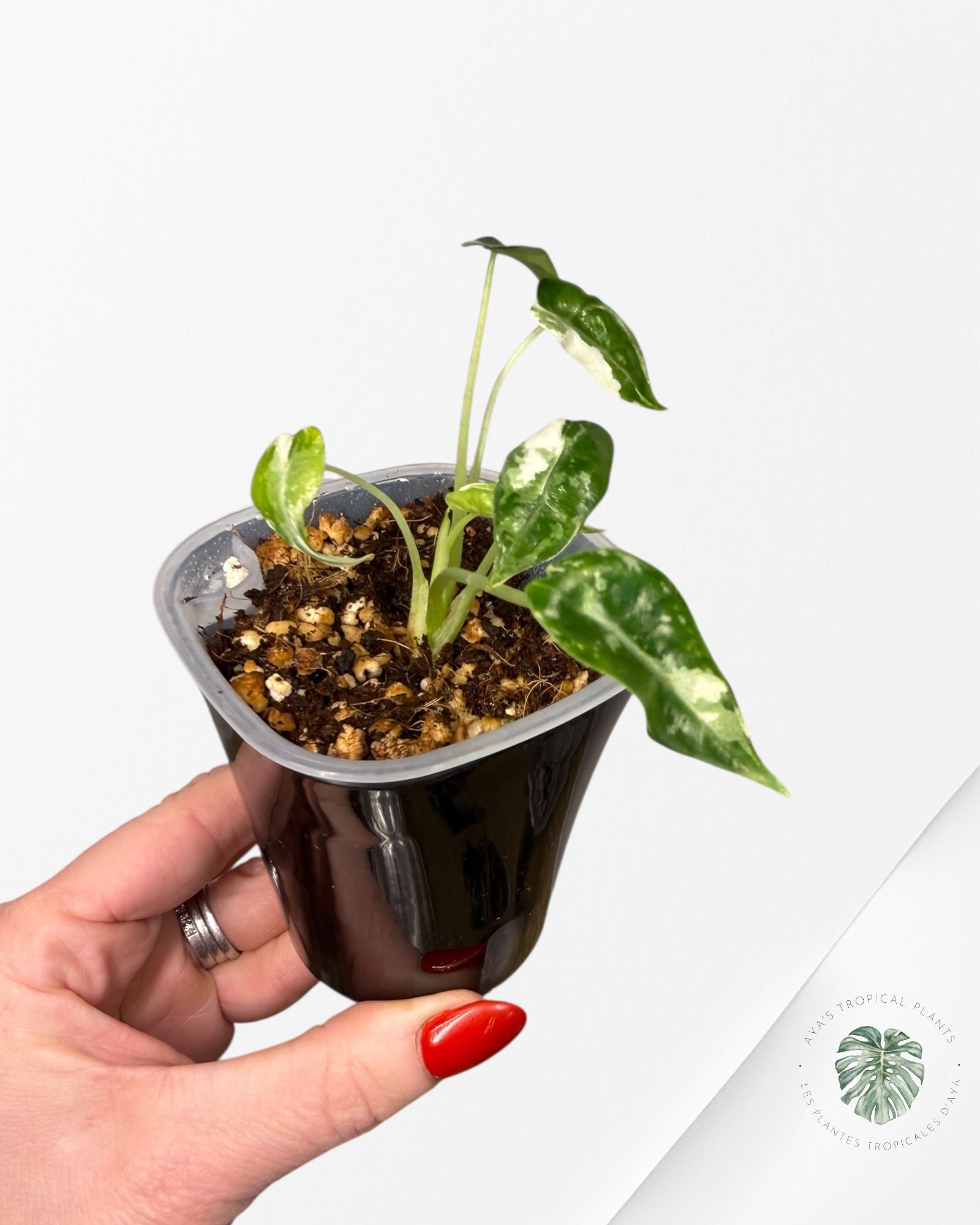 Alocasia Bambino Albo & Aurea Variegated