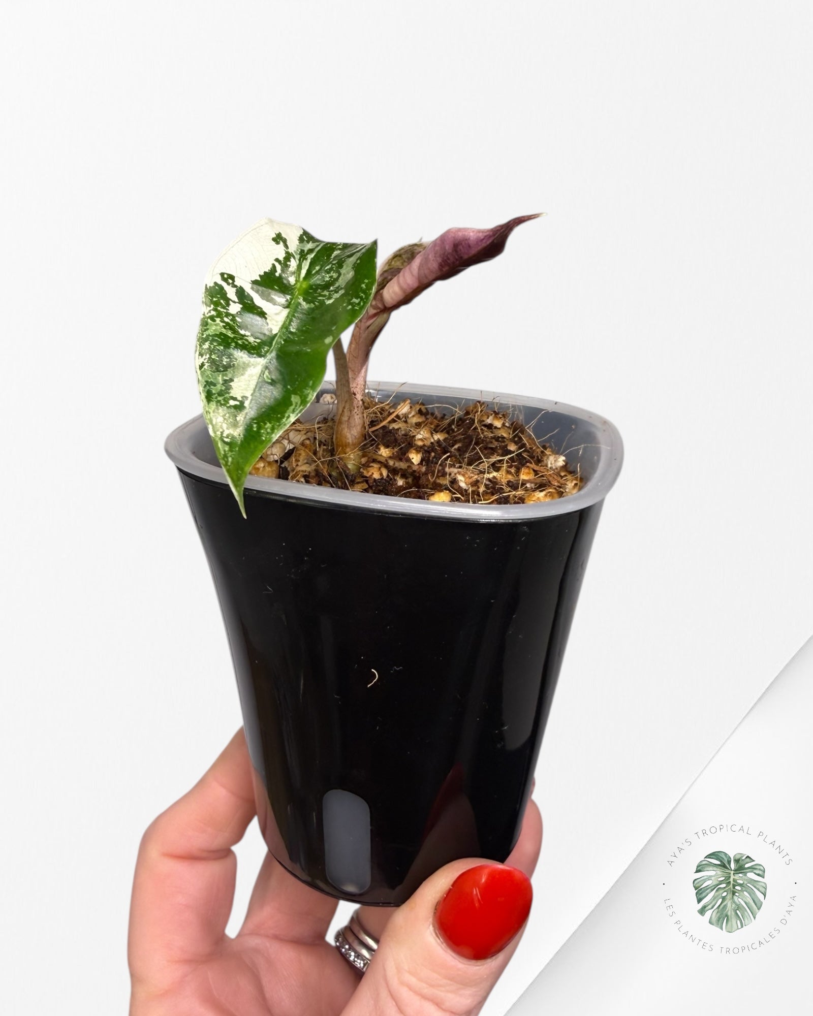 Alocasia Polly Pink Variegated