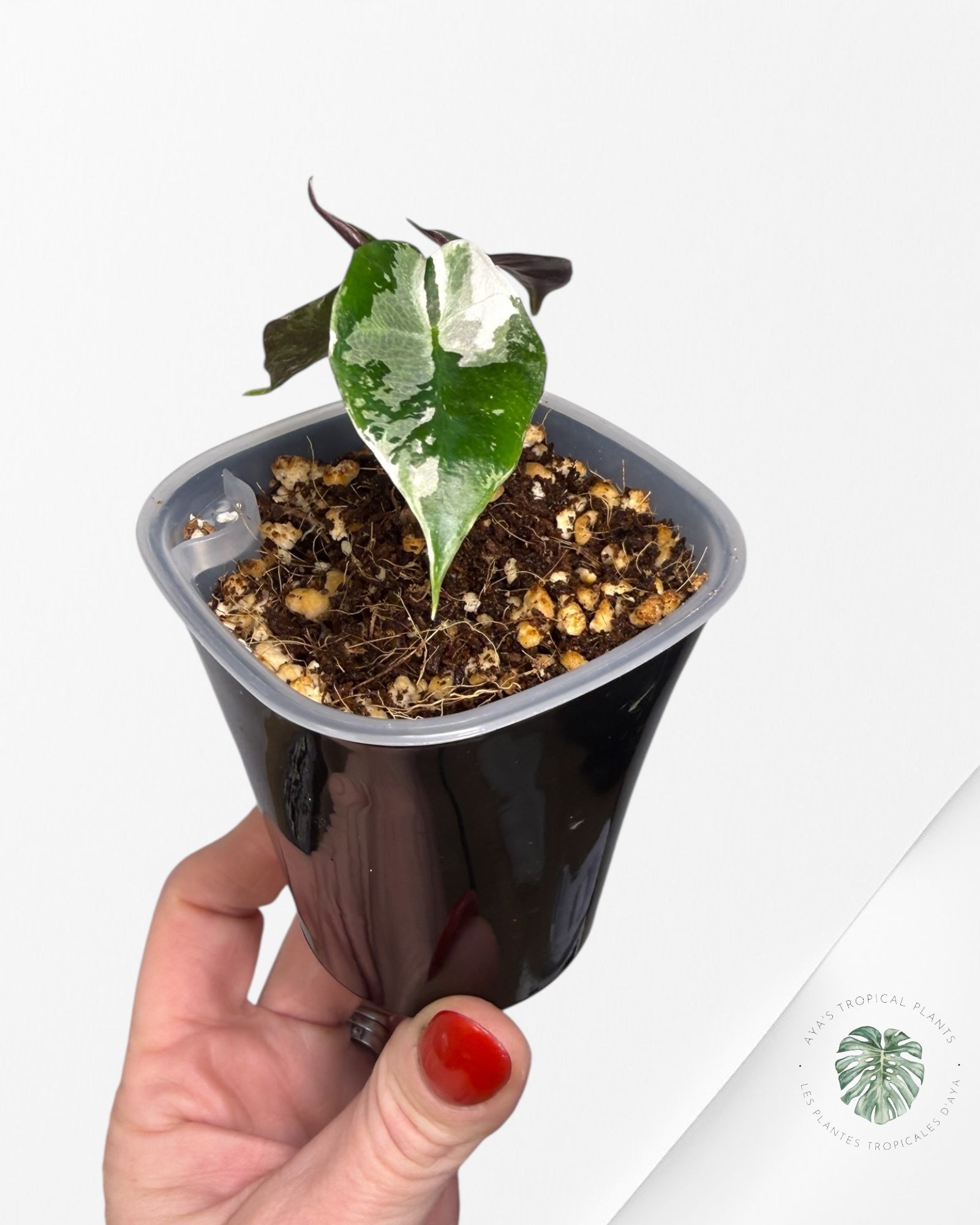 Alocasia Polly Pink Variegated