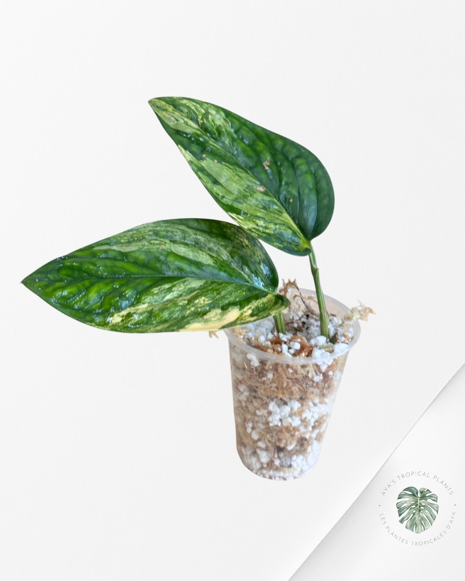 Monstera Peru Variegated-LU1
