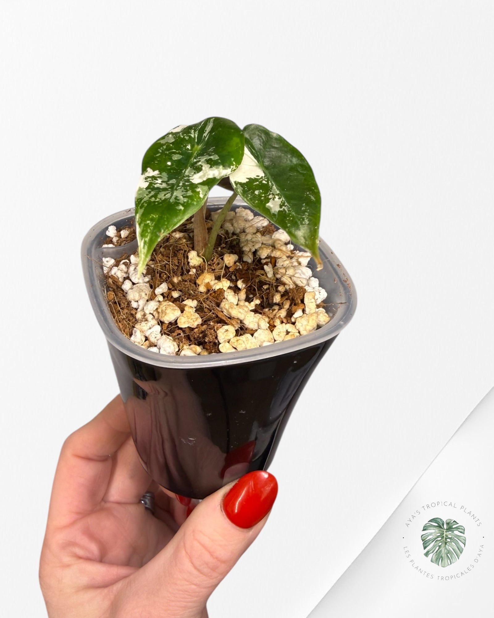 Alocasia Polly Pink Variegated