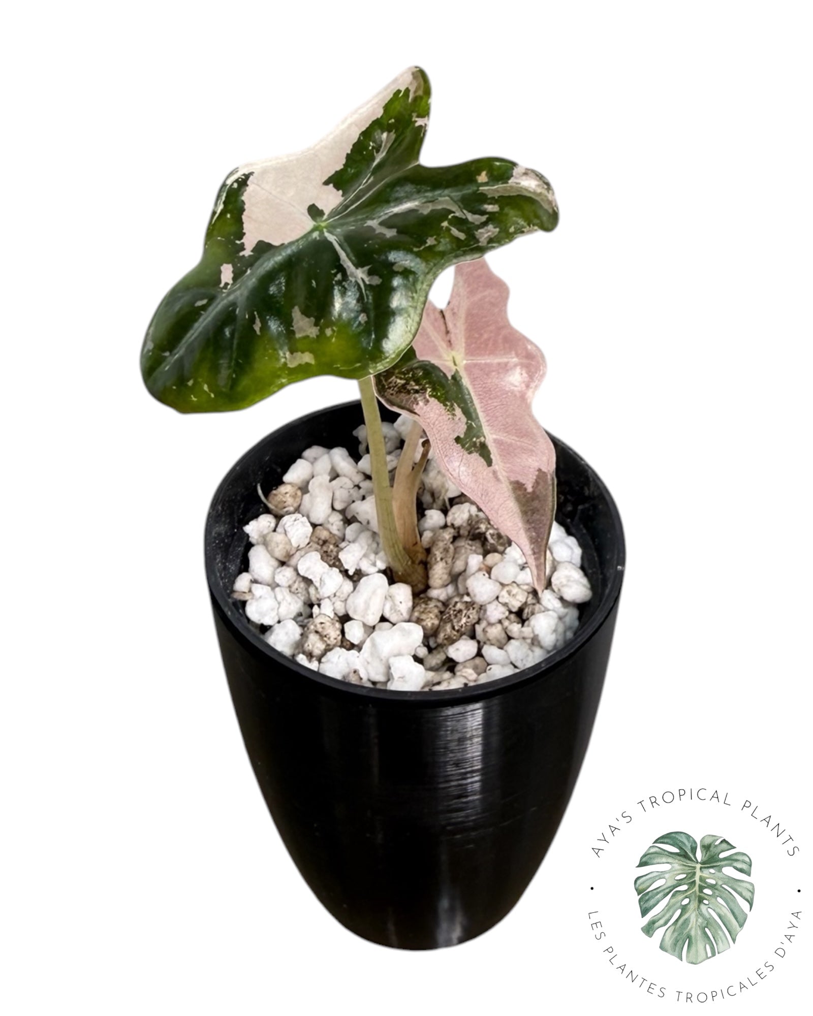 Alocasia Nobilis rose panaché