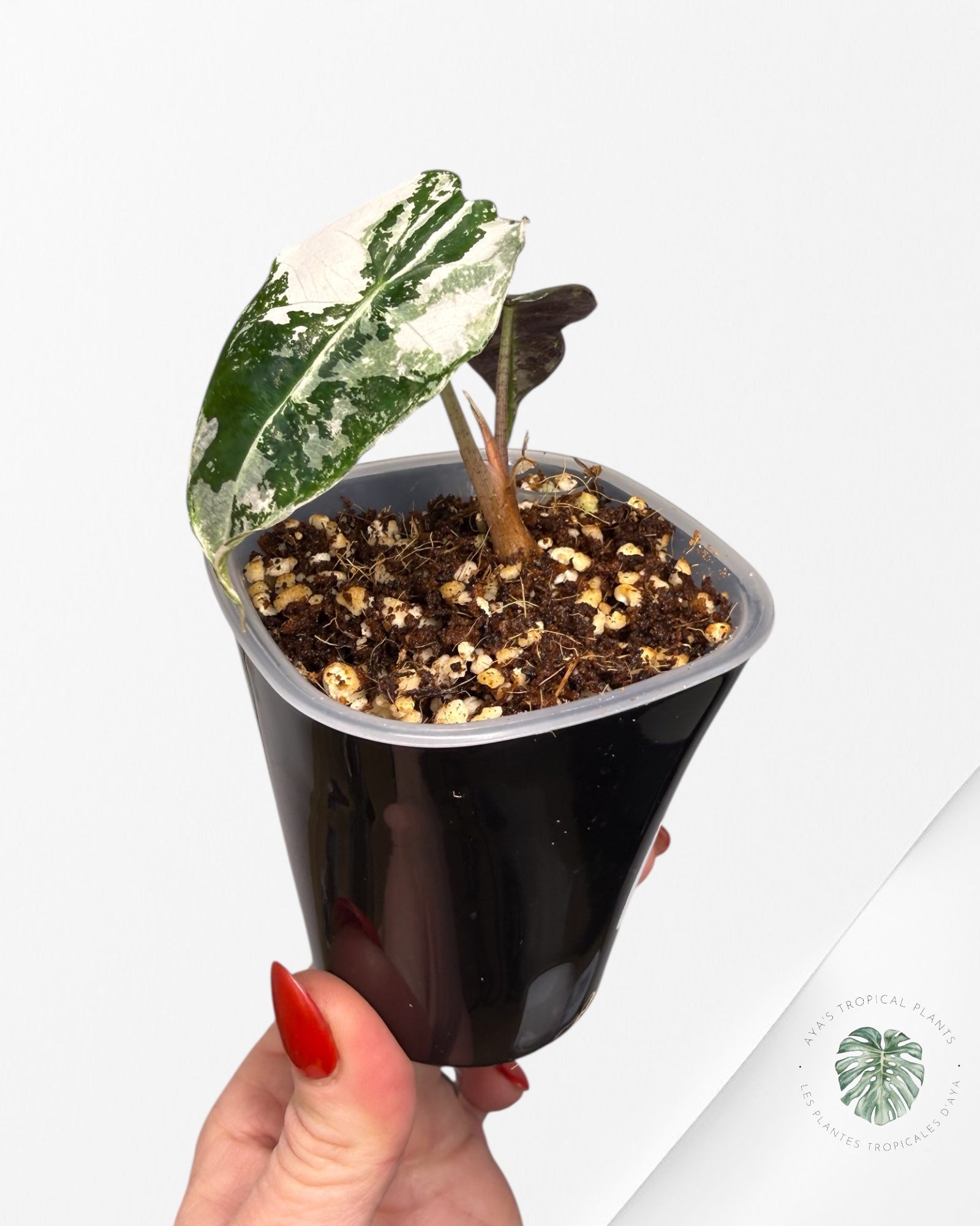 Alocasia Polly Pink Variegated