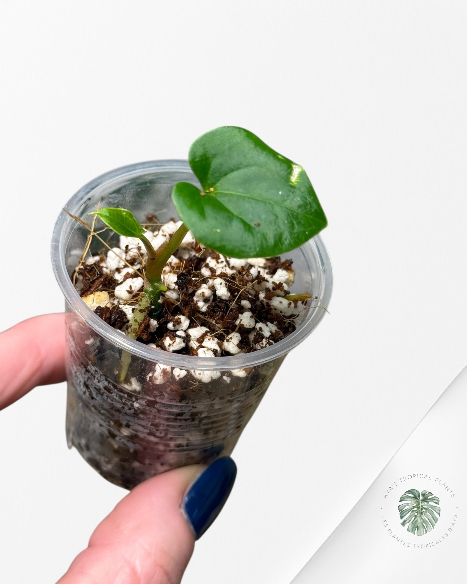 Anthurium Black Magic