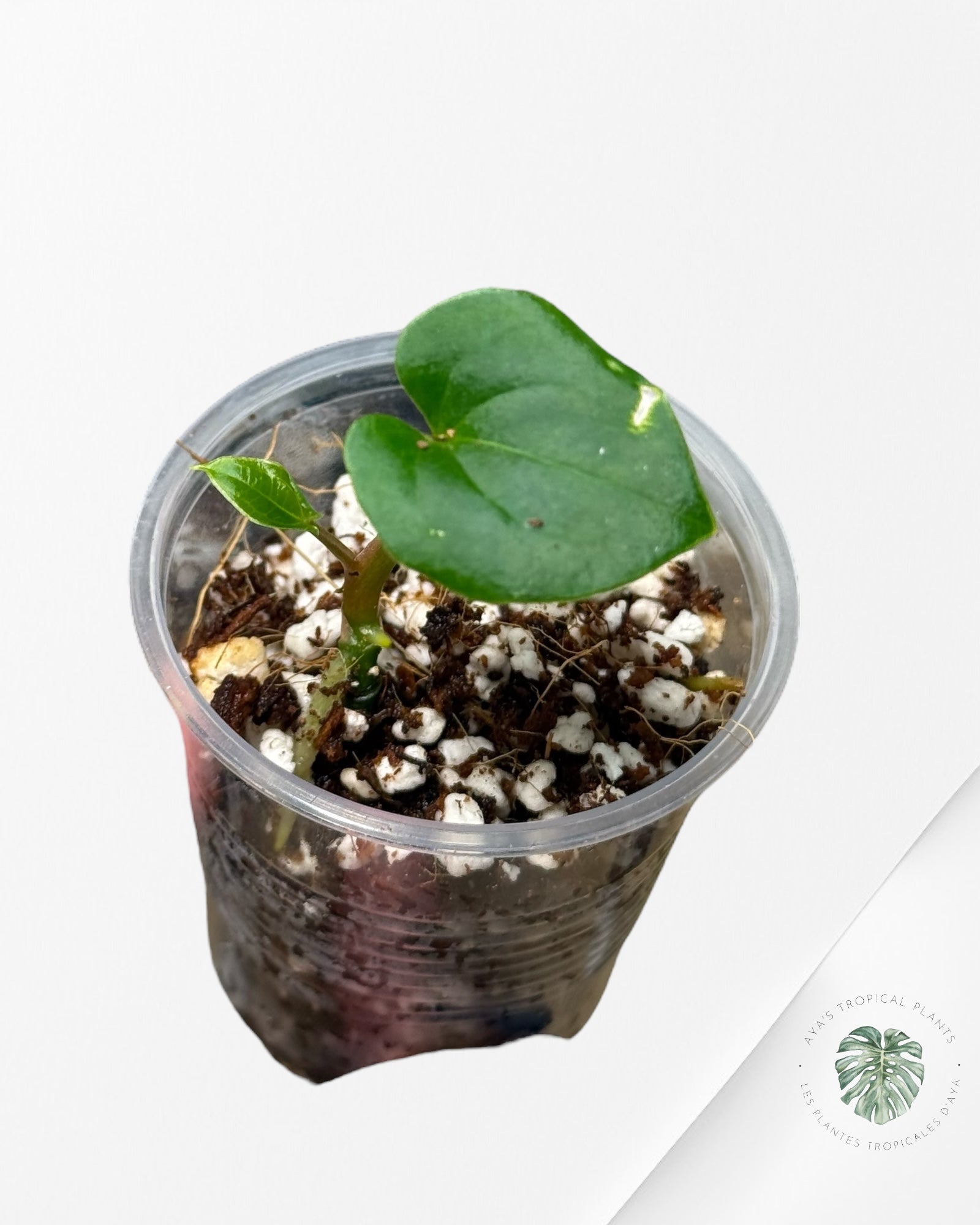 Anthurium Black Magic