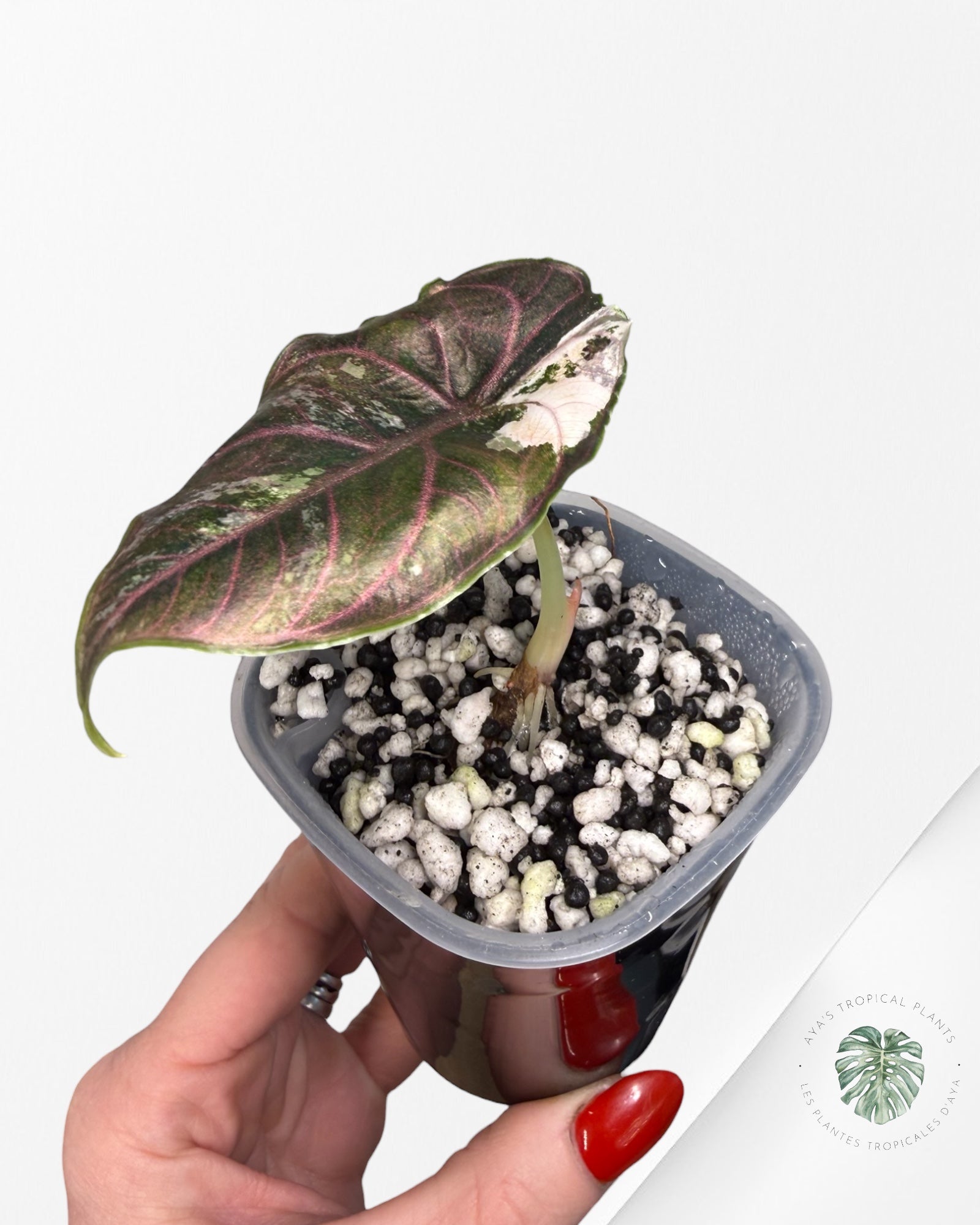 Alocasia Azlanii Pink Variegated