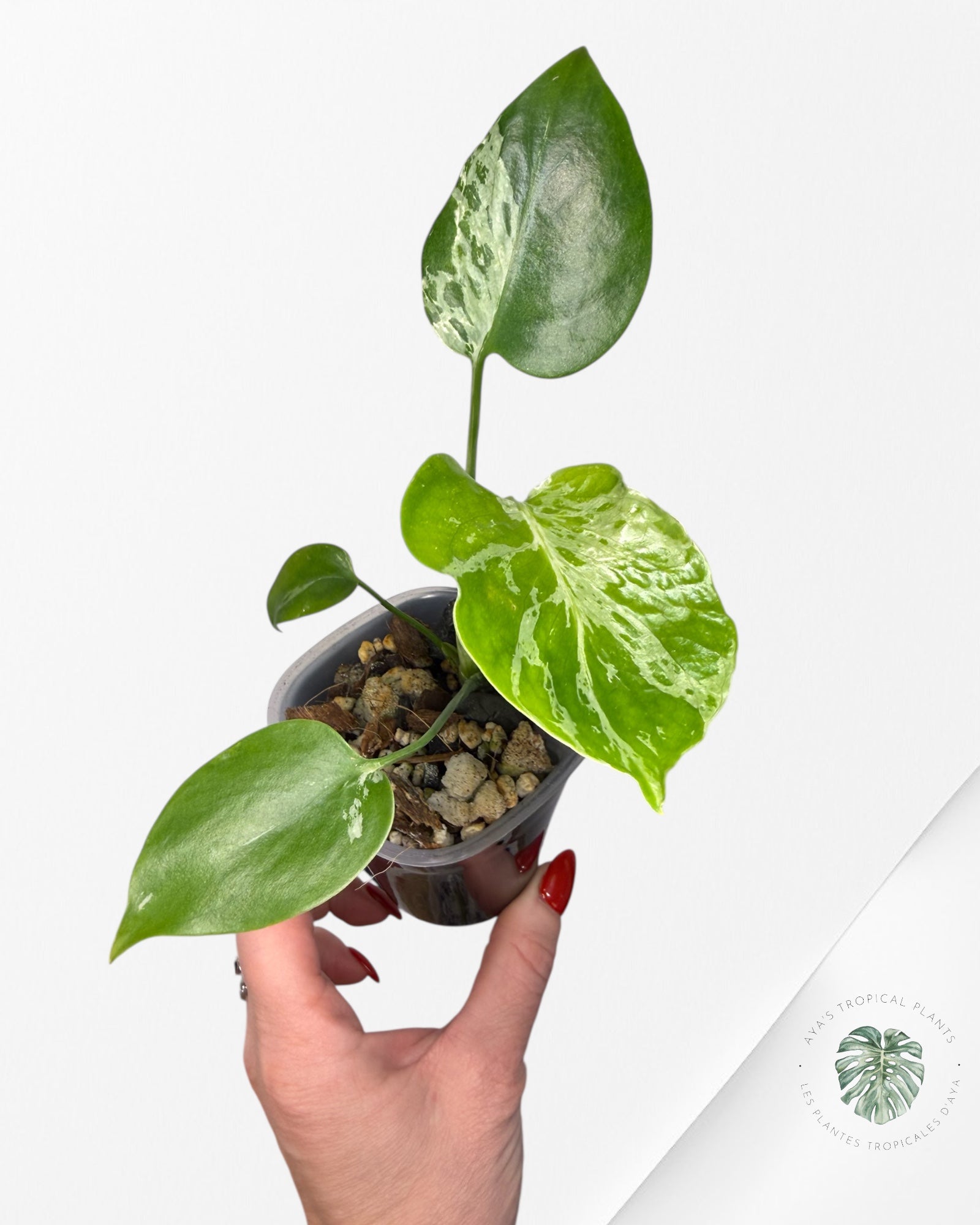 Monstera Deliciosa Bulbasaur