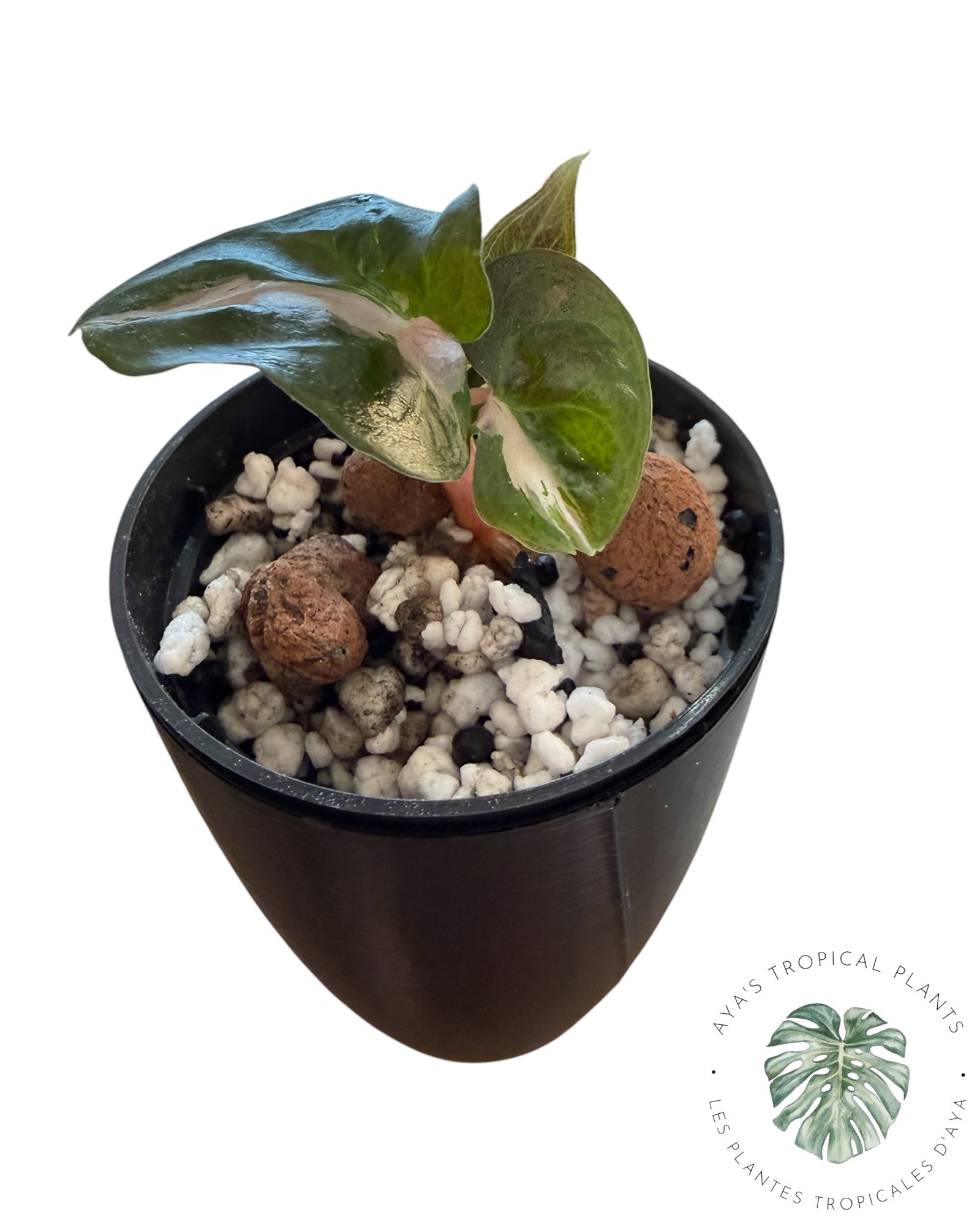 Alocasia Polly Lave Panachée