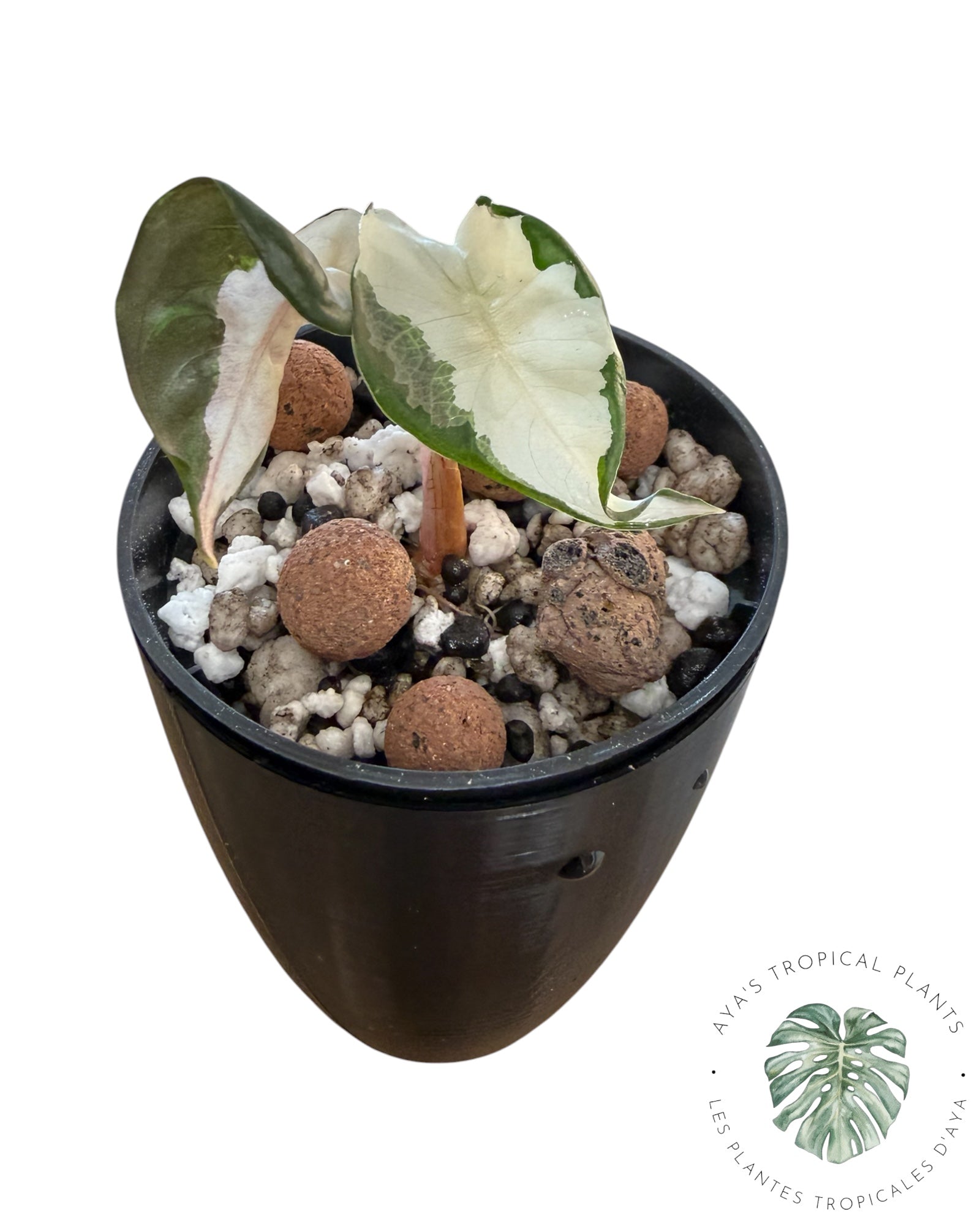 Alocasia Polly Lave Panachée