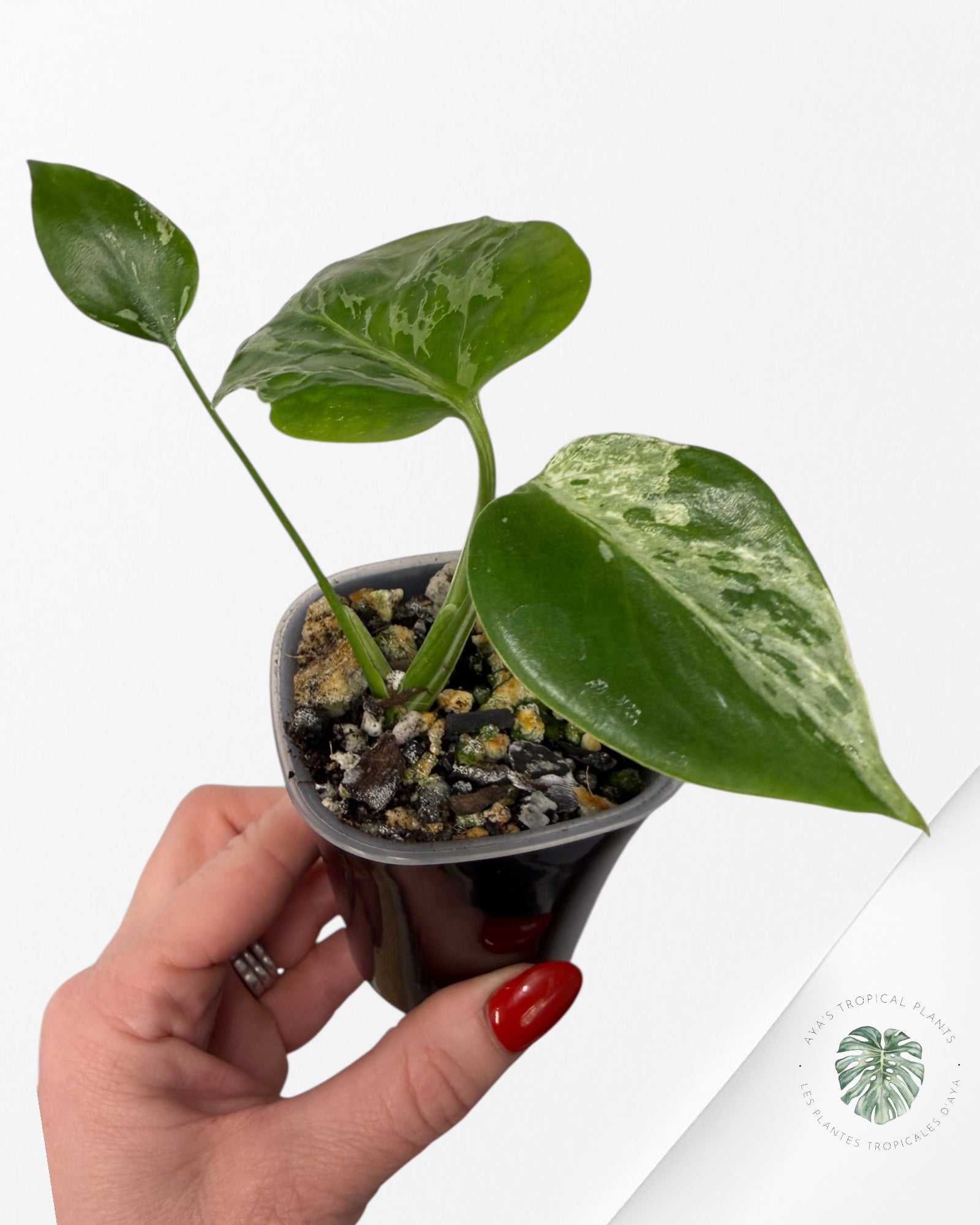 Monstera Deliciosa Bulbasaur