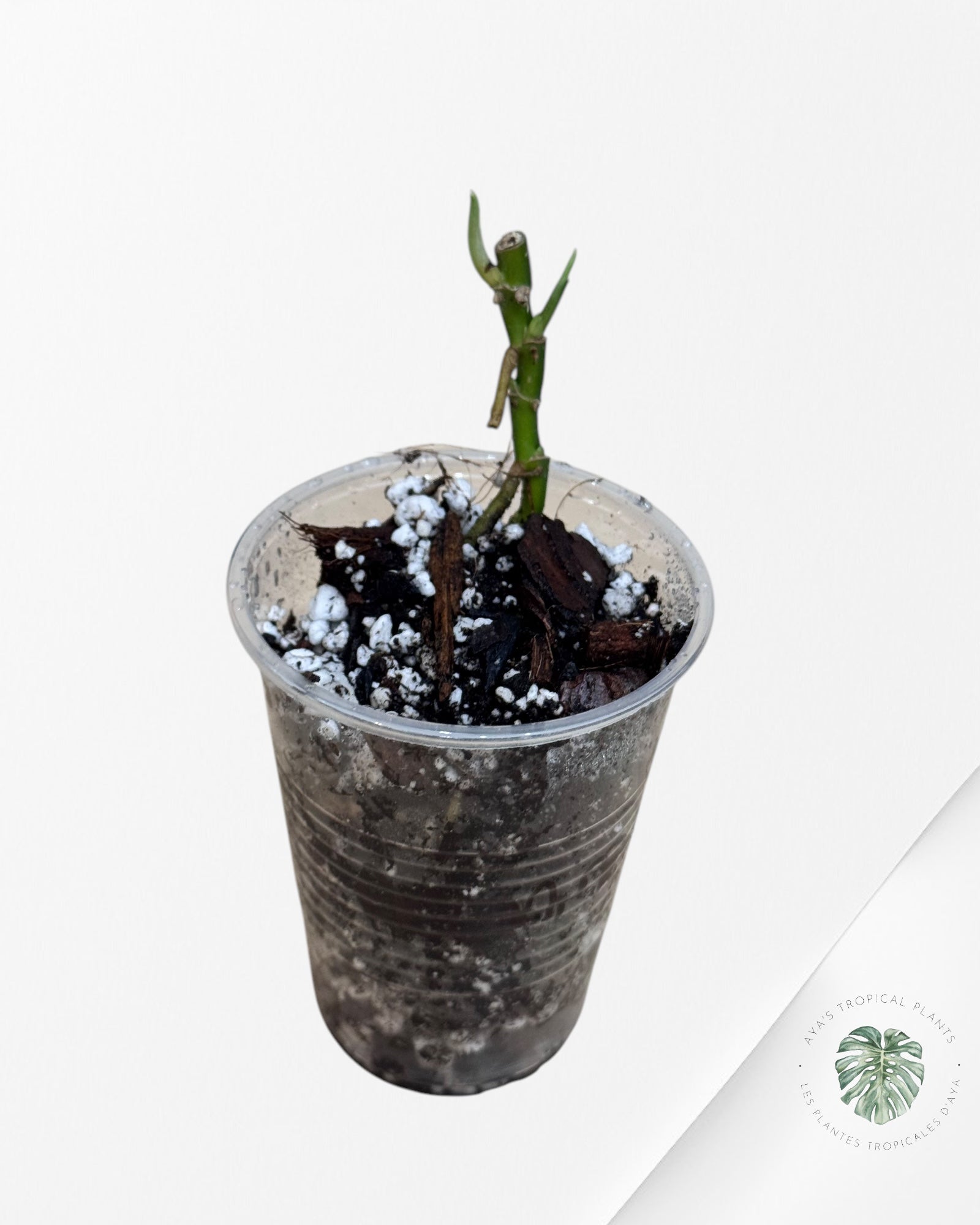 Monstera Borsigiana Albo-JA0826