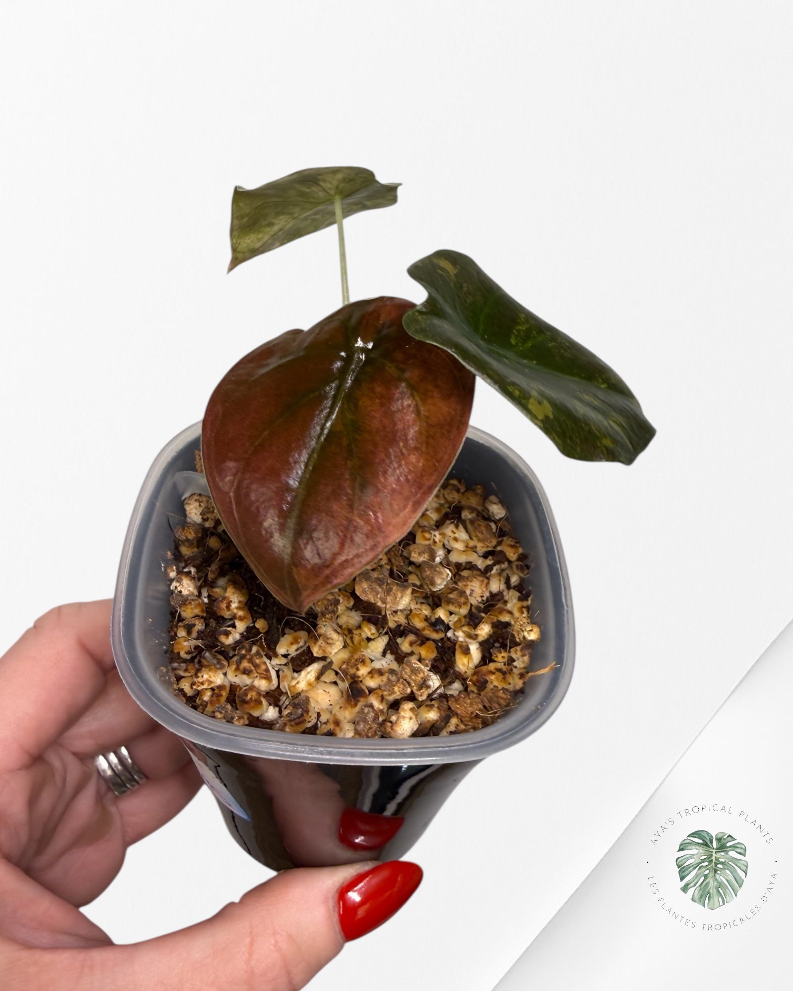 Alocasia Cuprea Golden Latte variegated