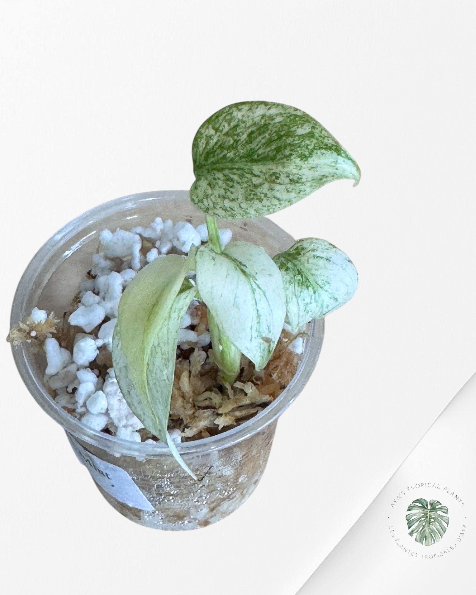 Monstera Full Mint - 43