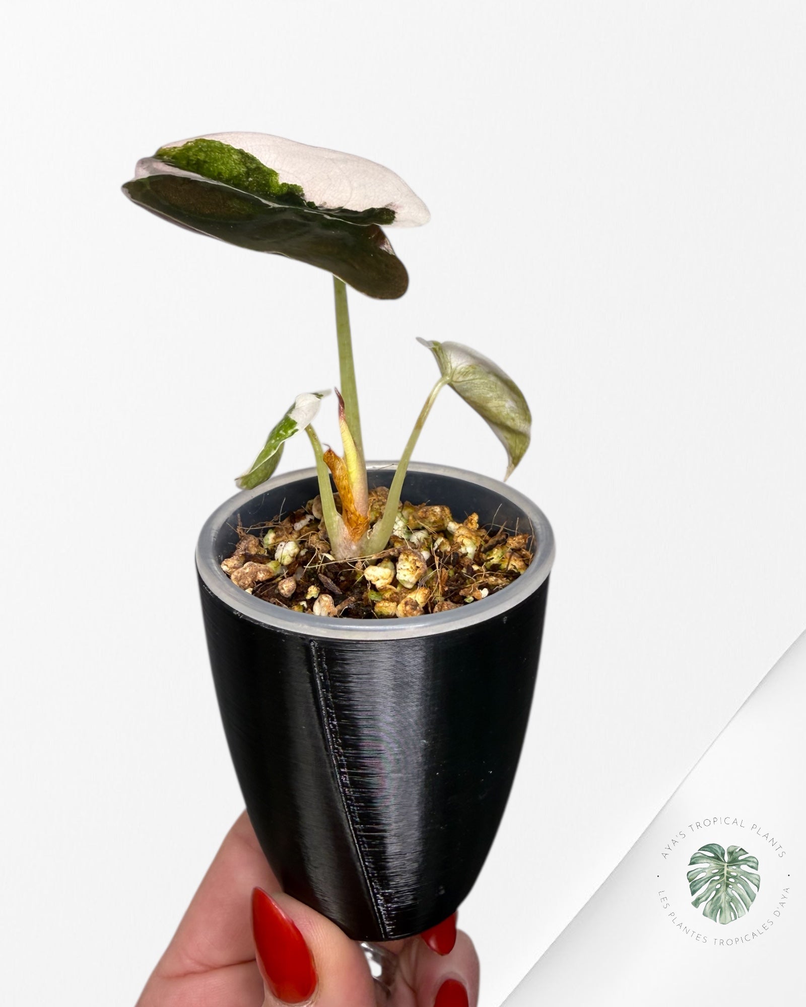 Alocasia Cuprea Albo|Pink Variegated