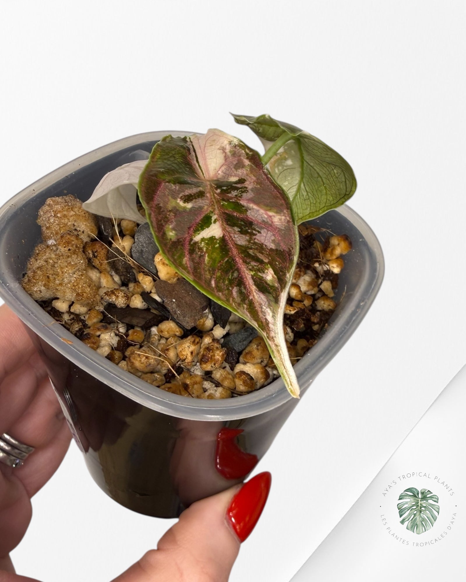 Alocasia Azlanii Pink Variegated