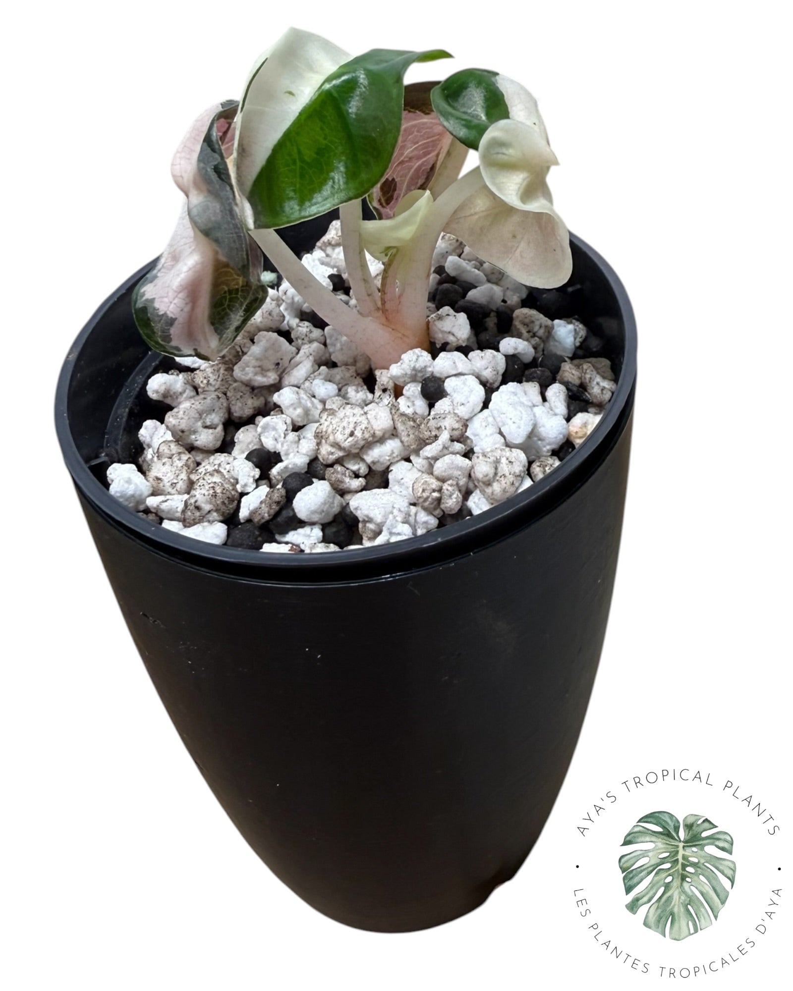 Alocasia Heart Balloon Pink variegated