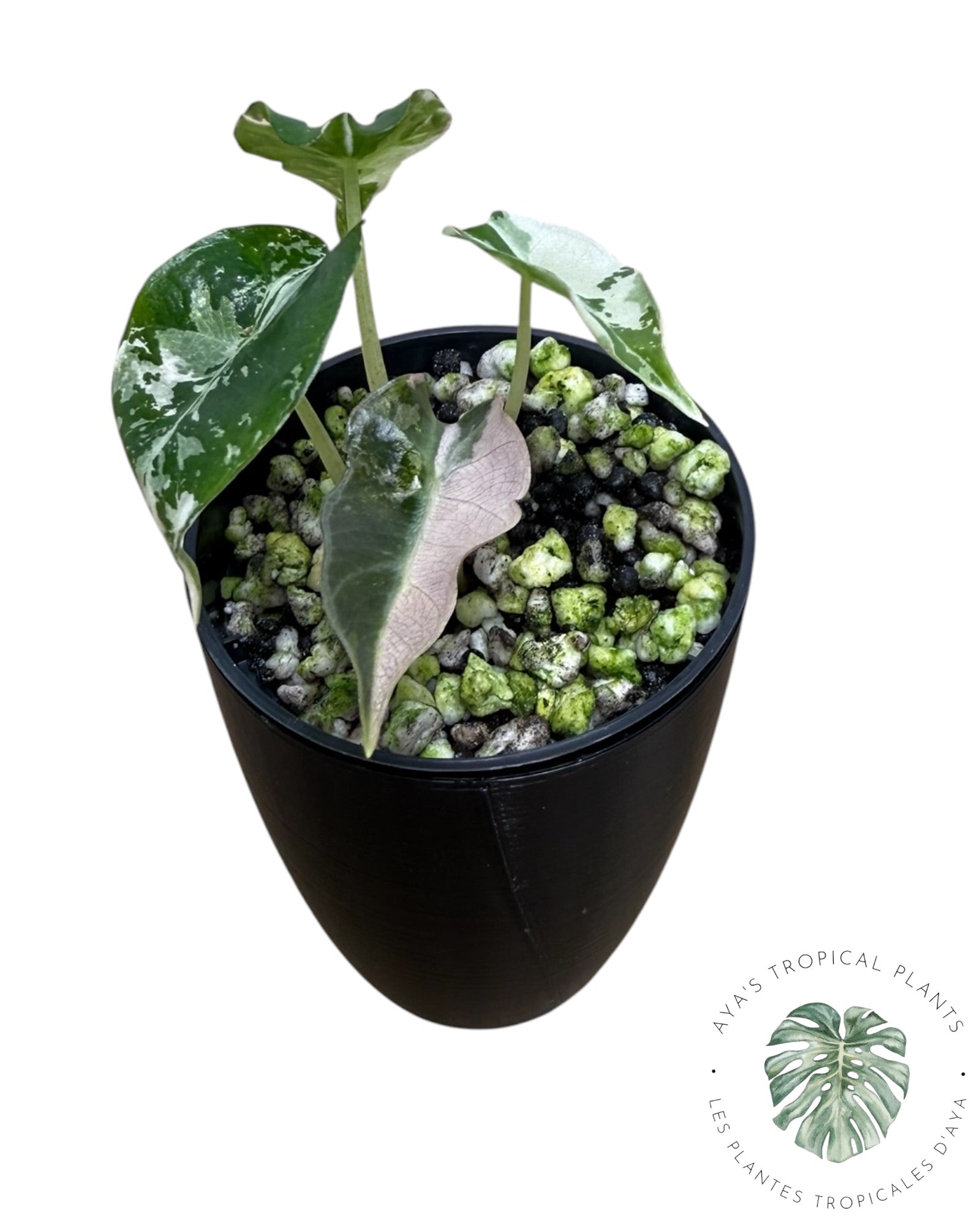 Alocasia Polly Pink Snowflake