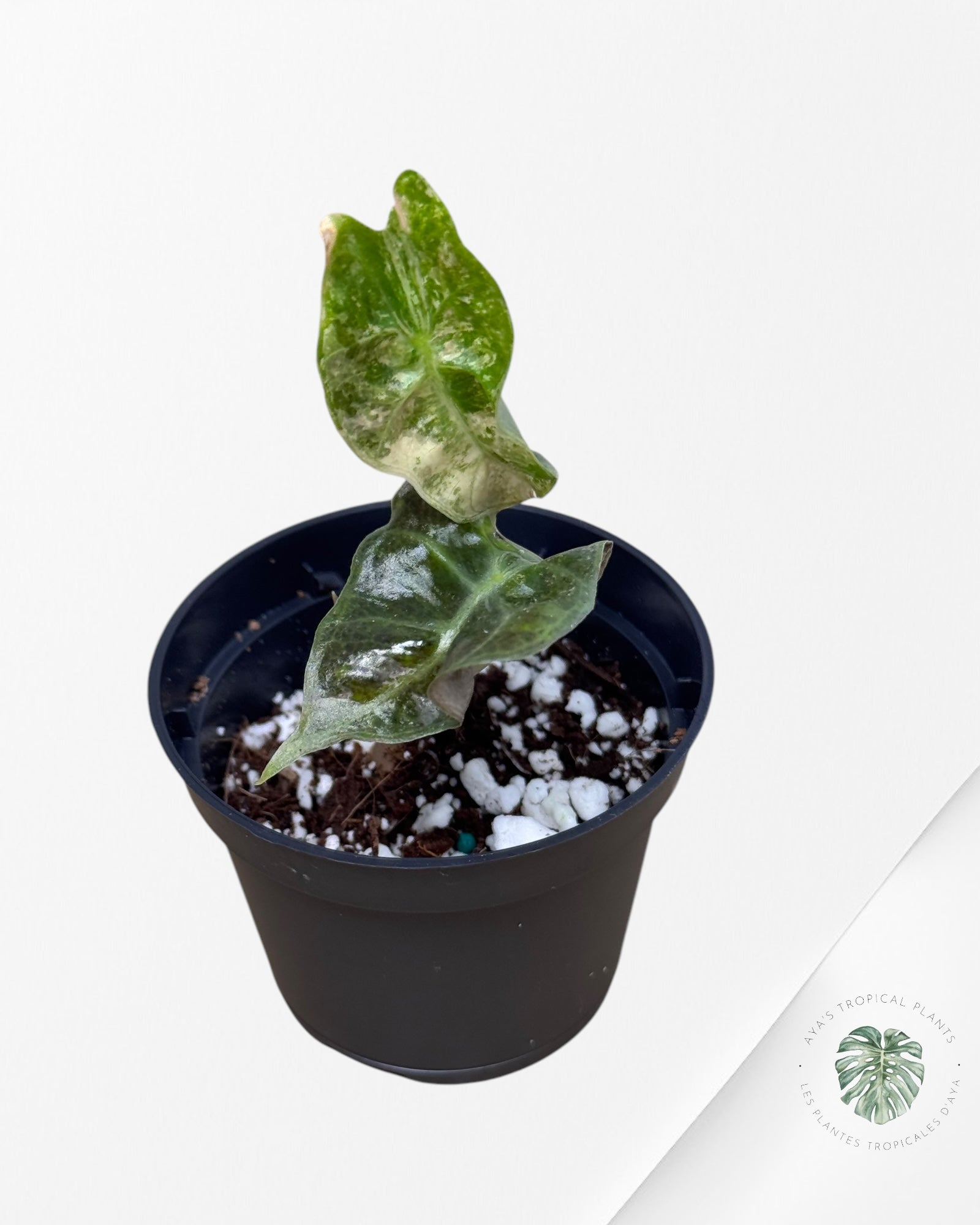 Monstera Borsigiana Albo- JA028