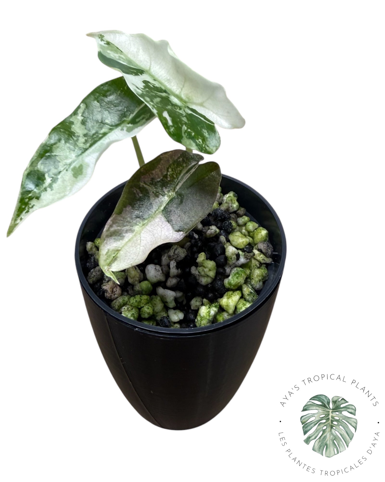 Alocasia Polly Pink Snowflake