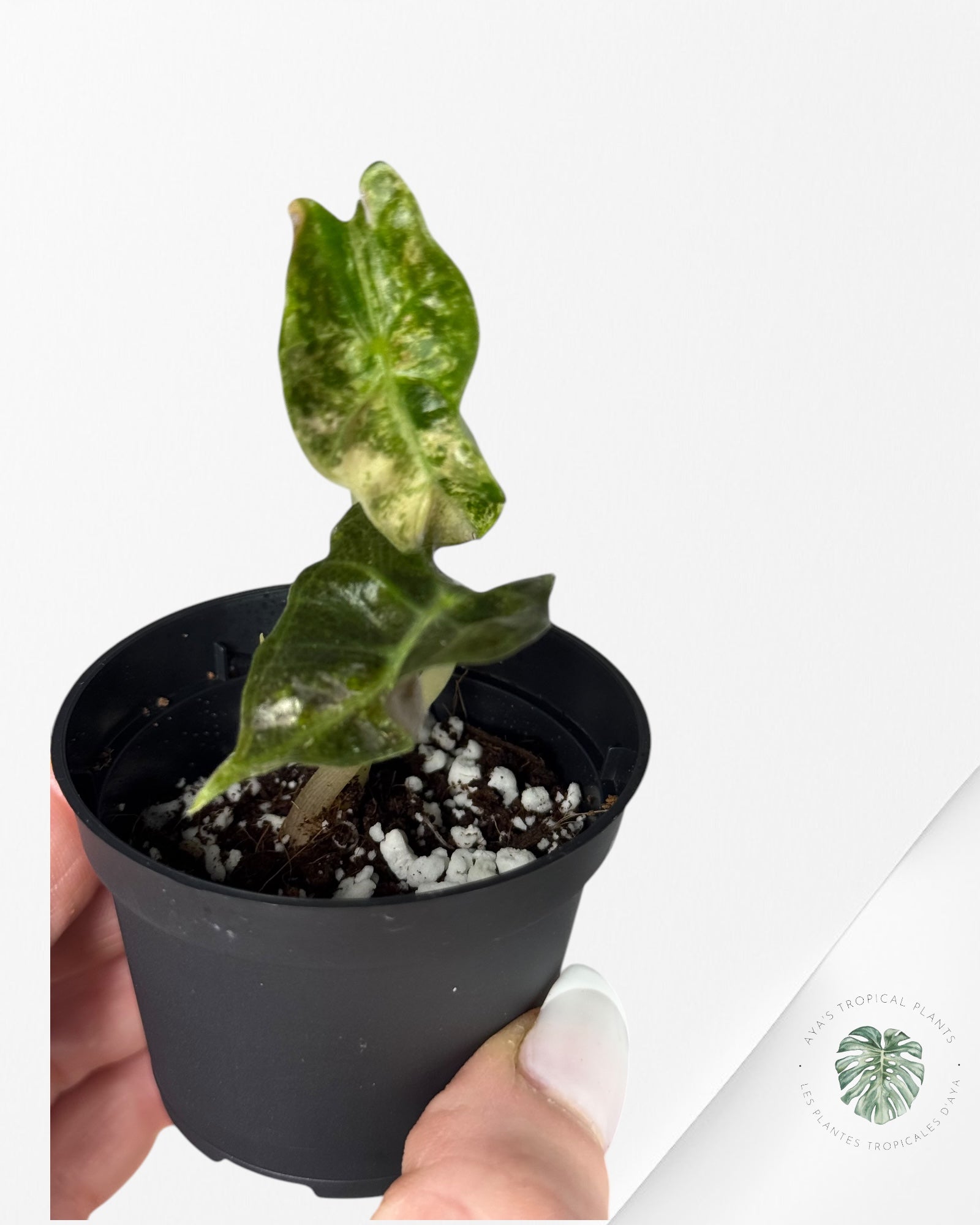 Monstera Borsigiana Albo- JA028