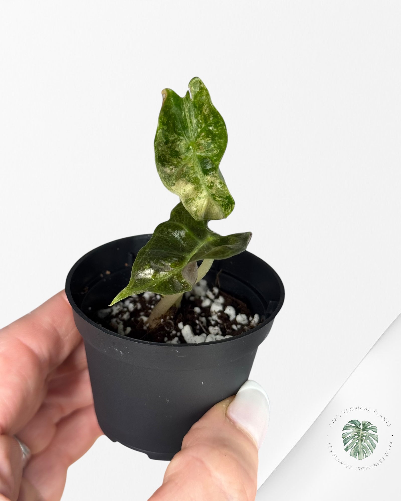Monstera Borsigiana Albo- JA028