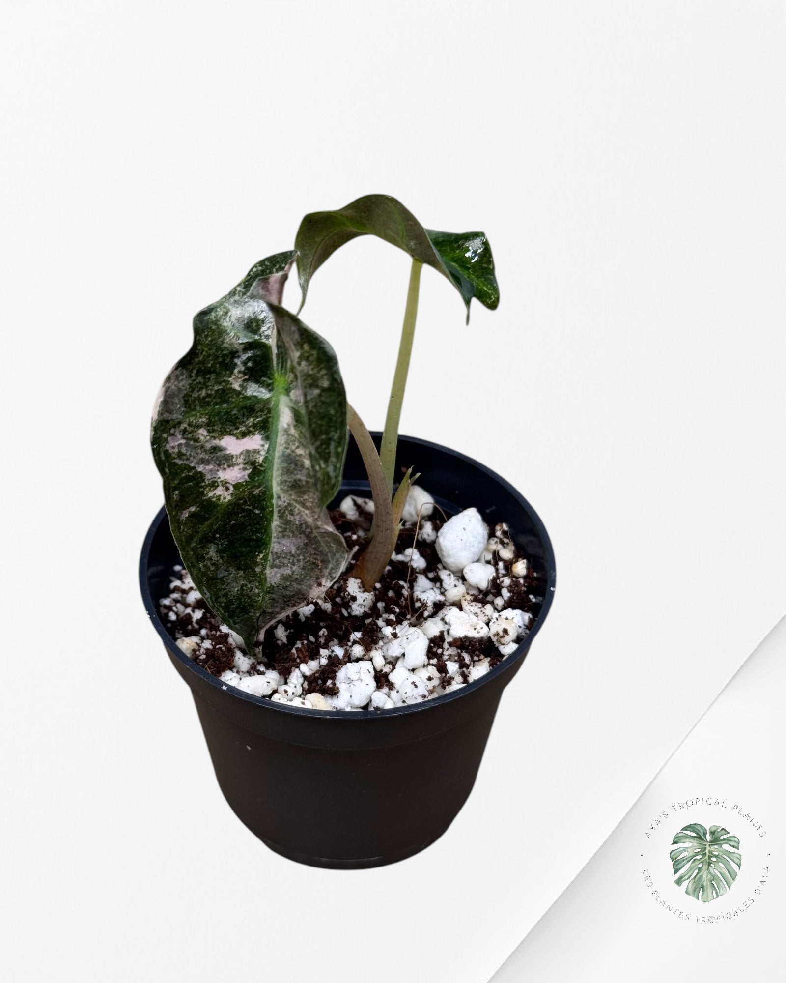 Monstera Borsigiana Albo- JA028