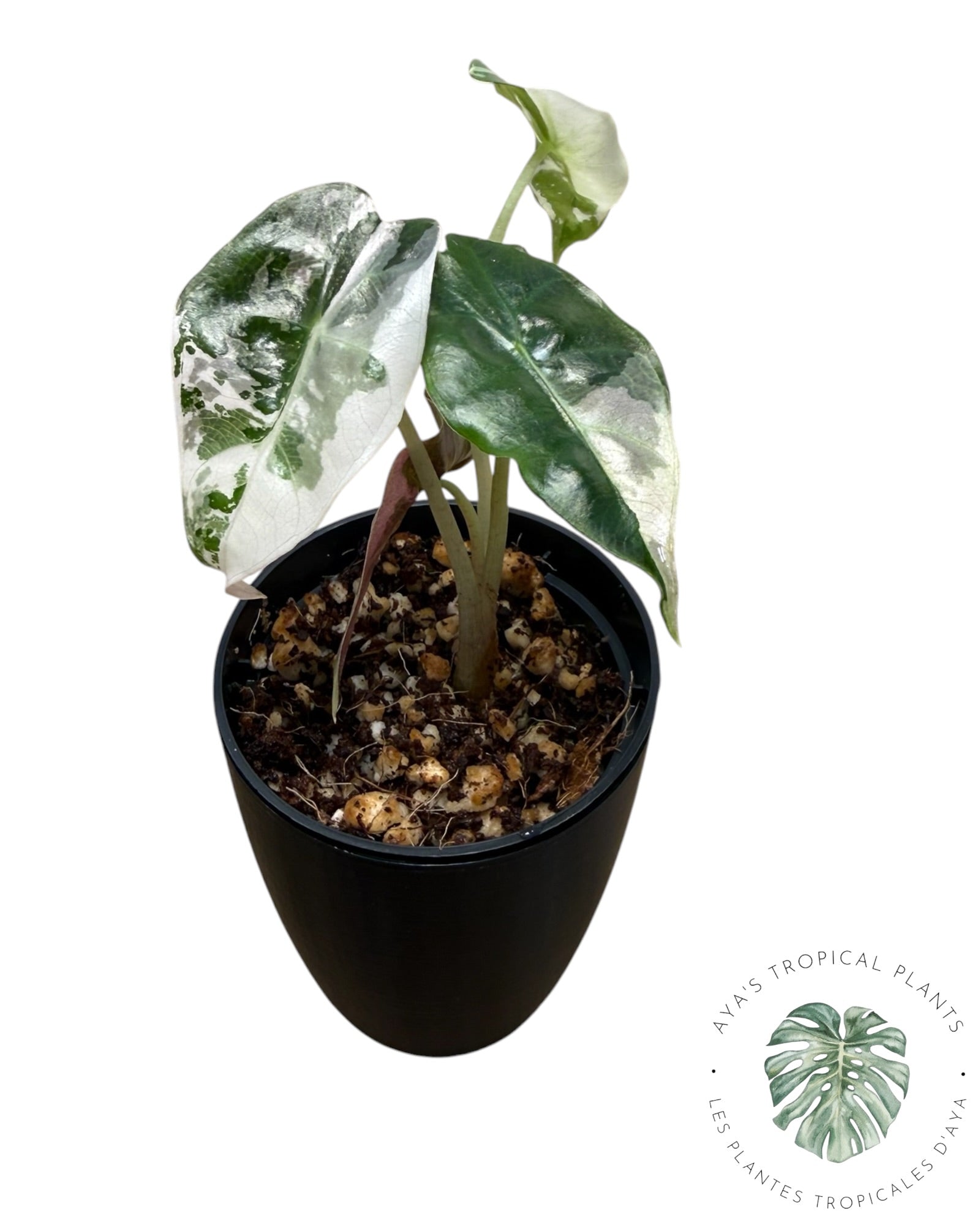 Alocasia Polly Pink Snowflake