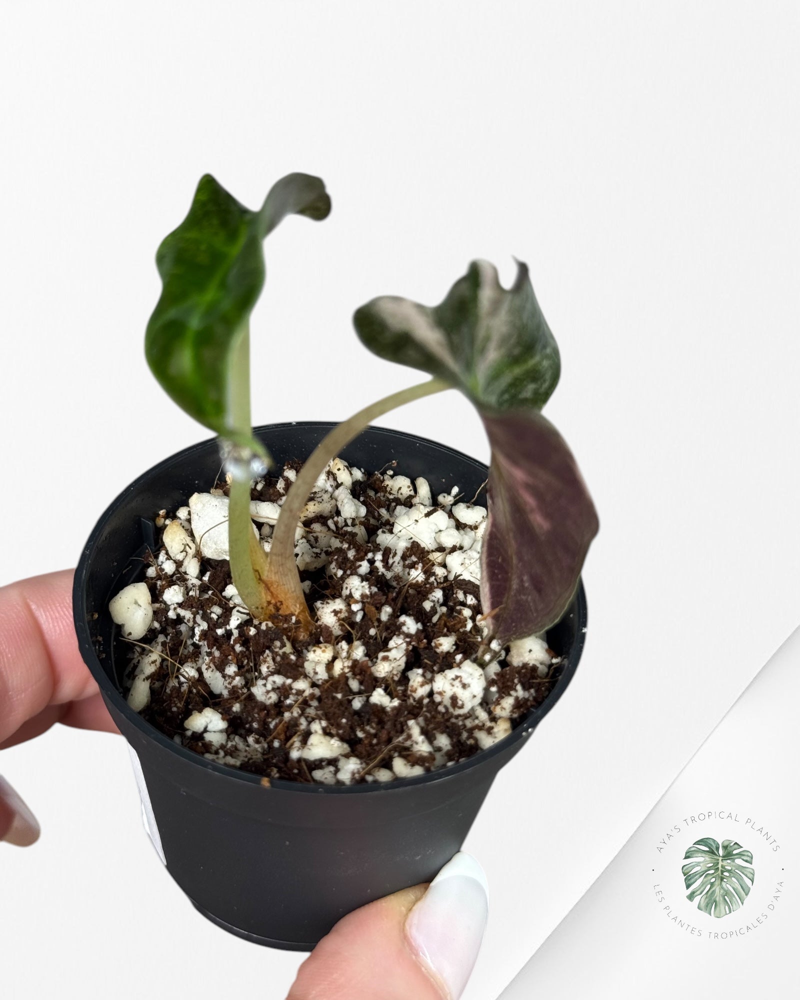 Monstera Borsigiana Albo- JA028