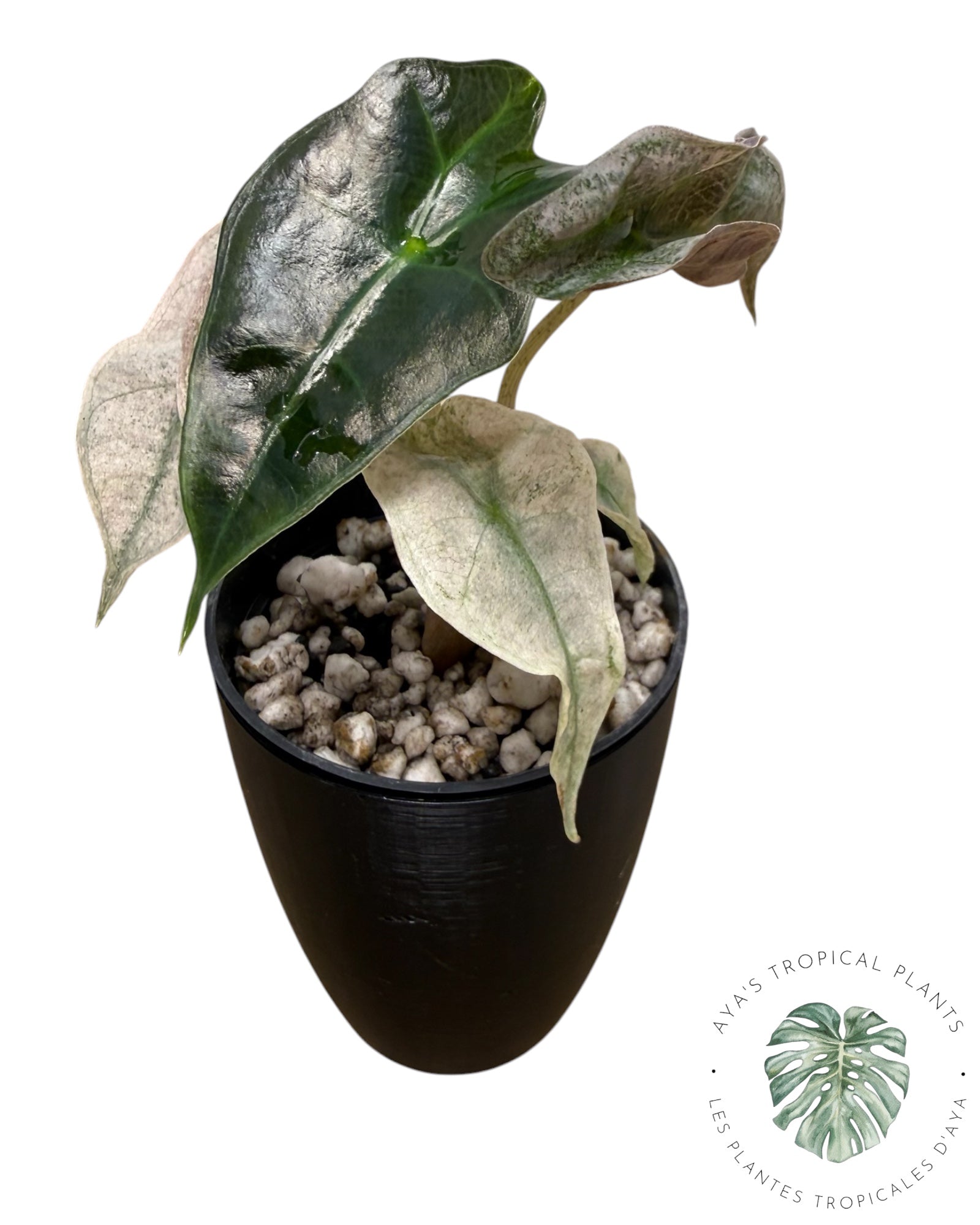 Alocasia polly pink mutation