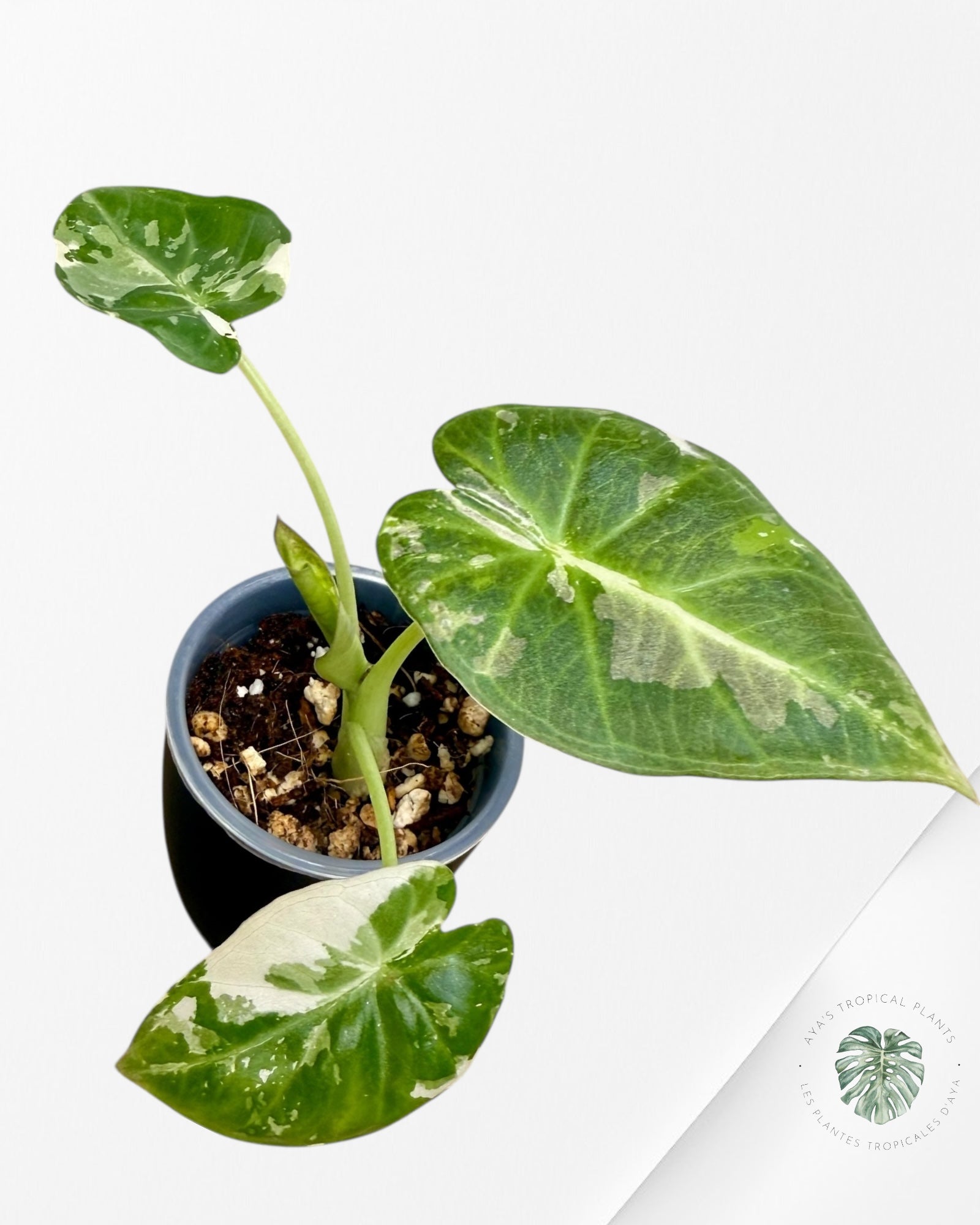 Alocasia Regal Shield Albo