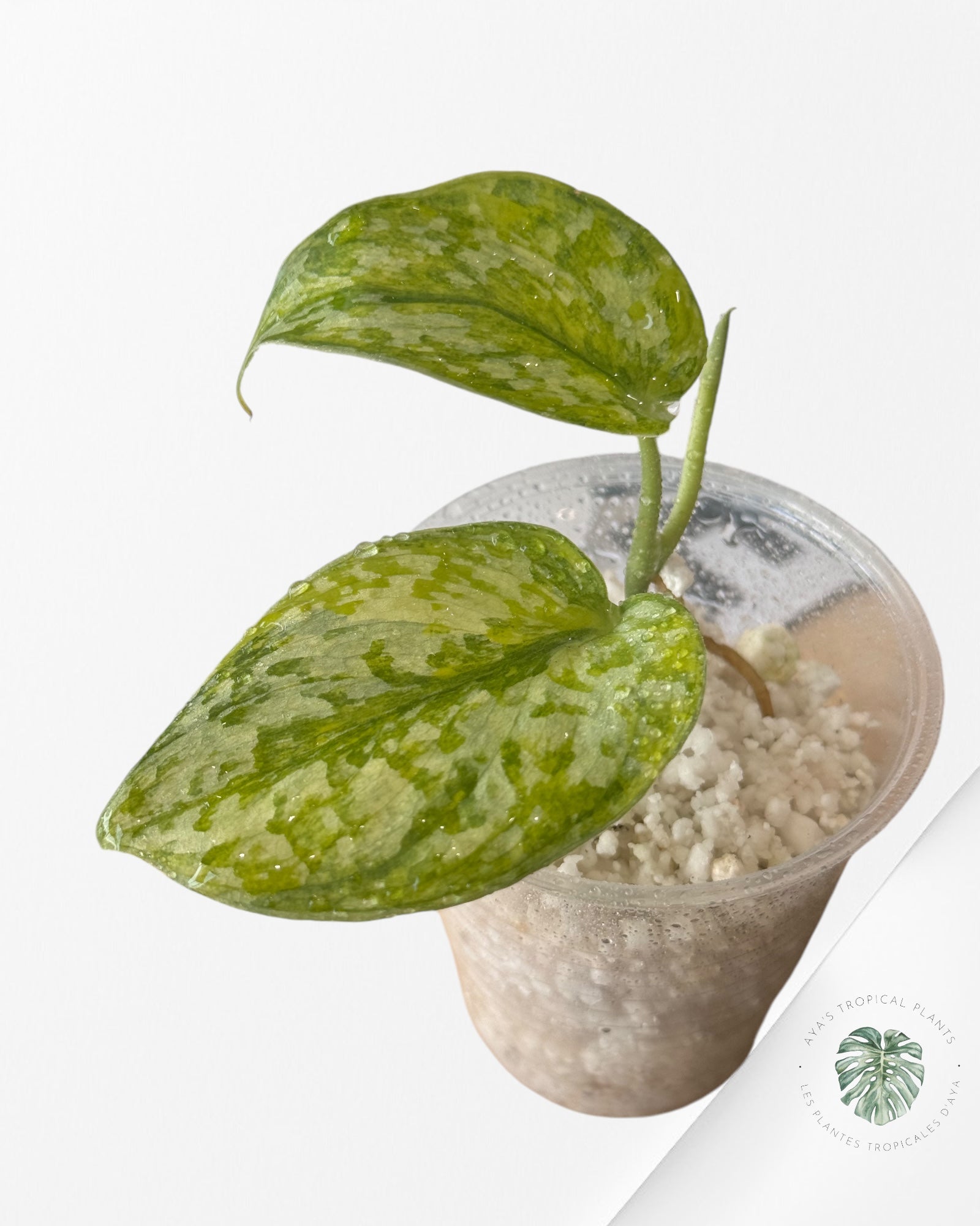 Monstera Borsigiana Albo-JA029