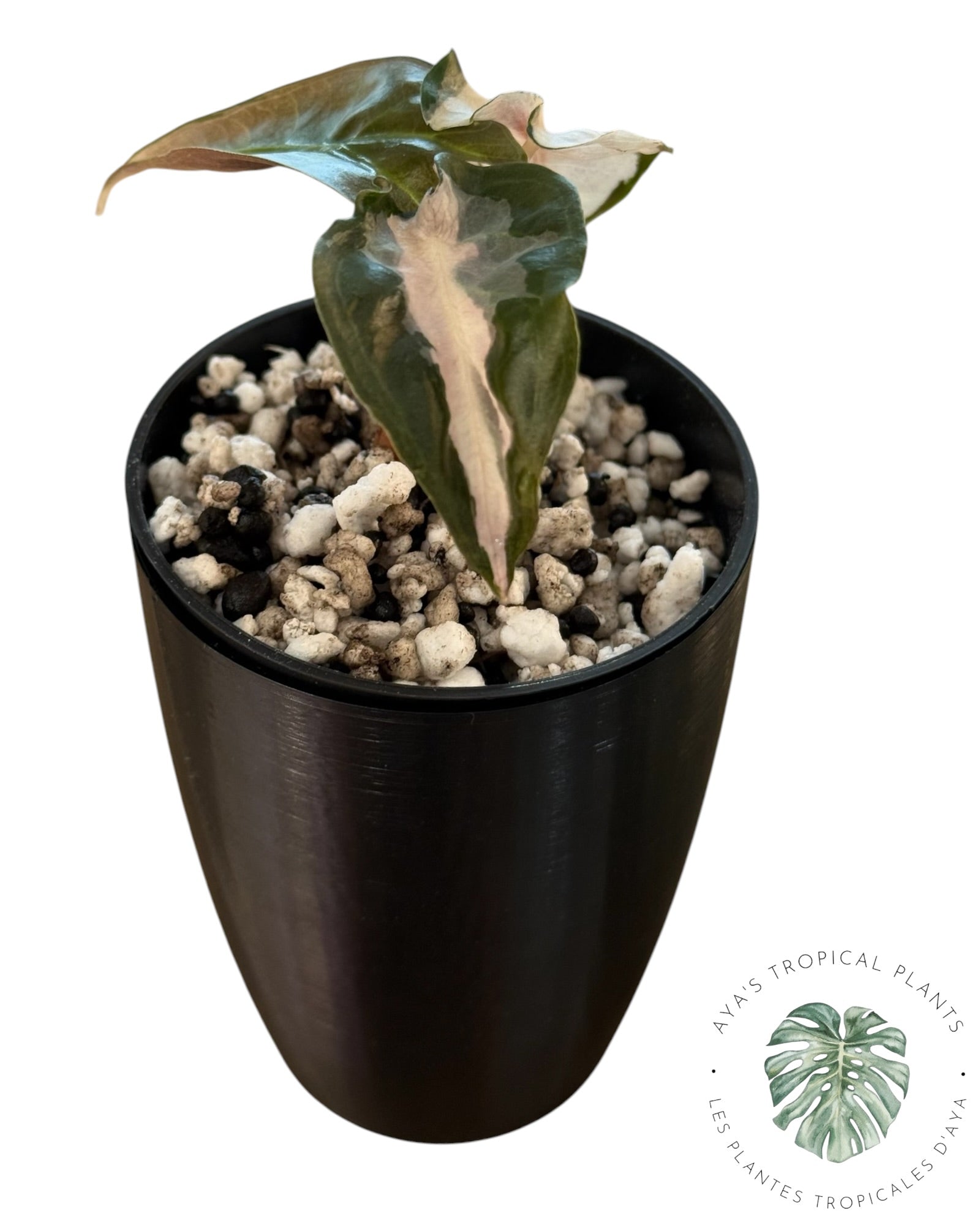 Alocasia Polly Lava Variegated