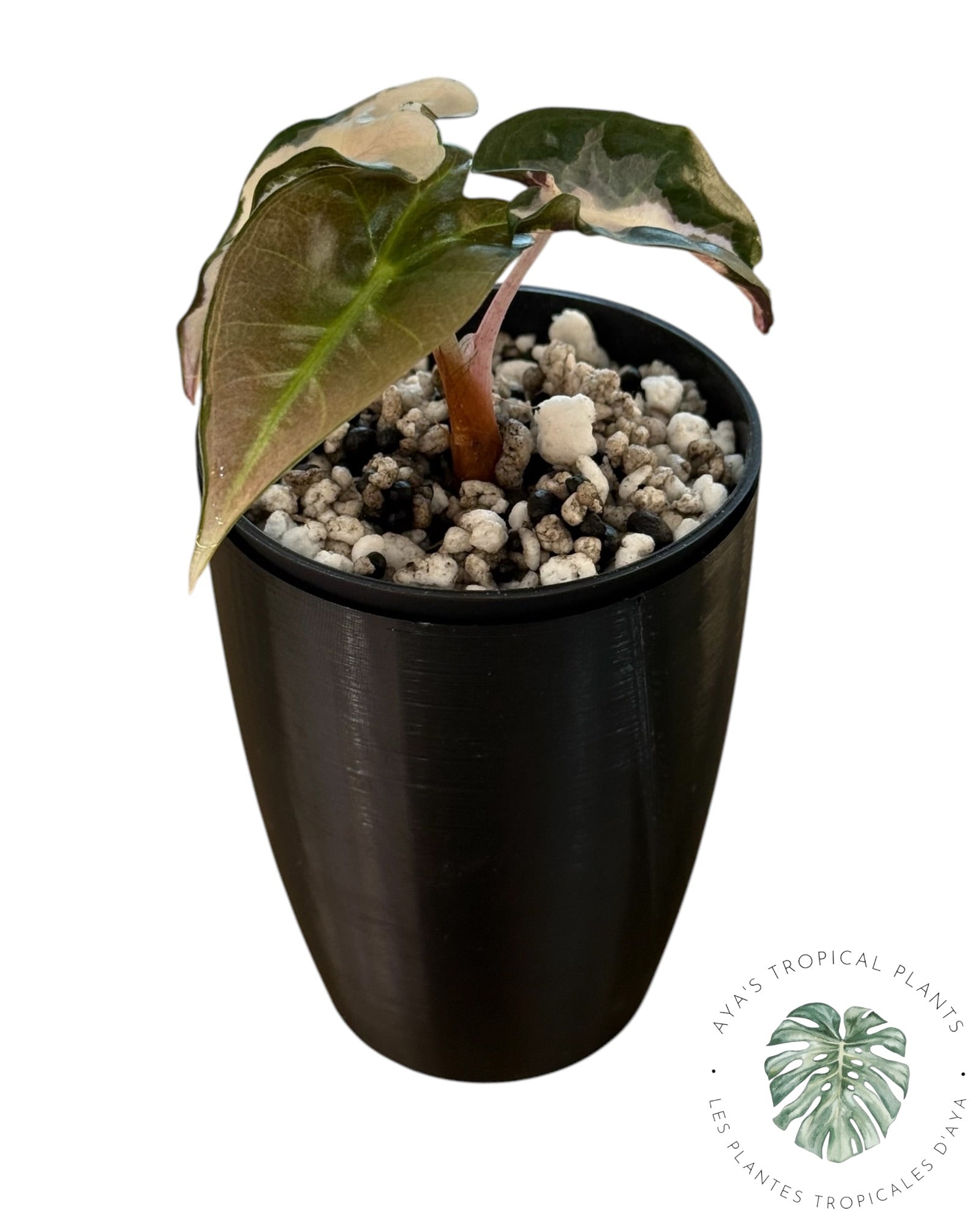 Alocasia Polly Lava Variegated