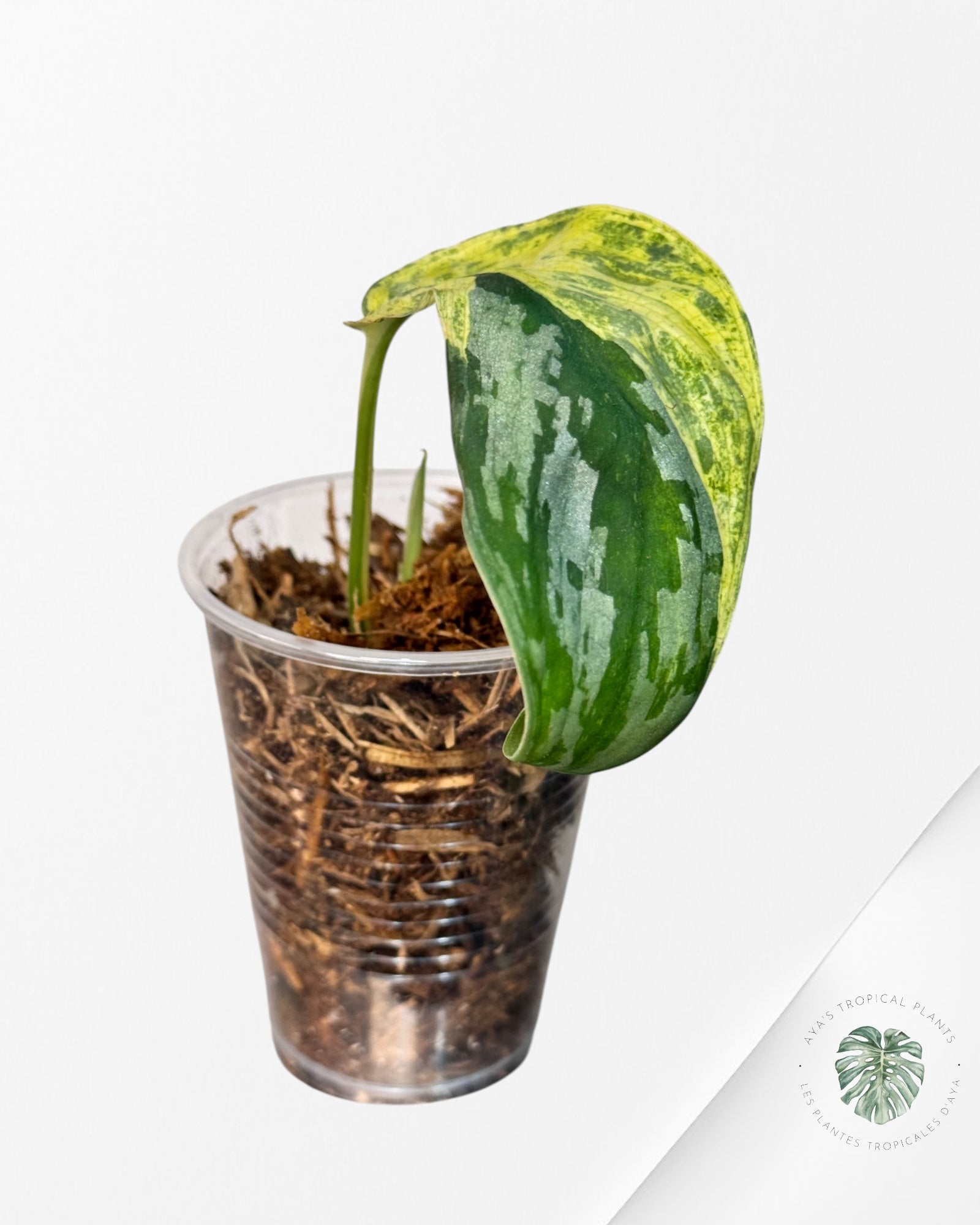 Monstera Borsigiana Albo-JA029