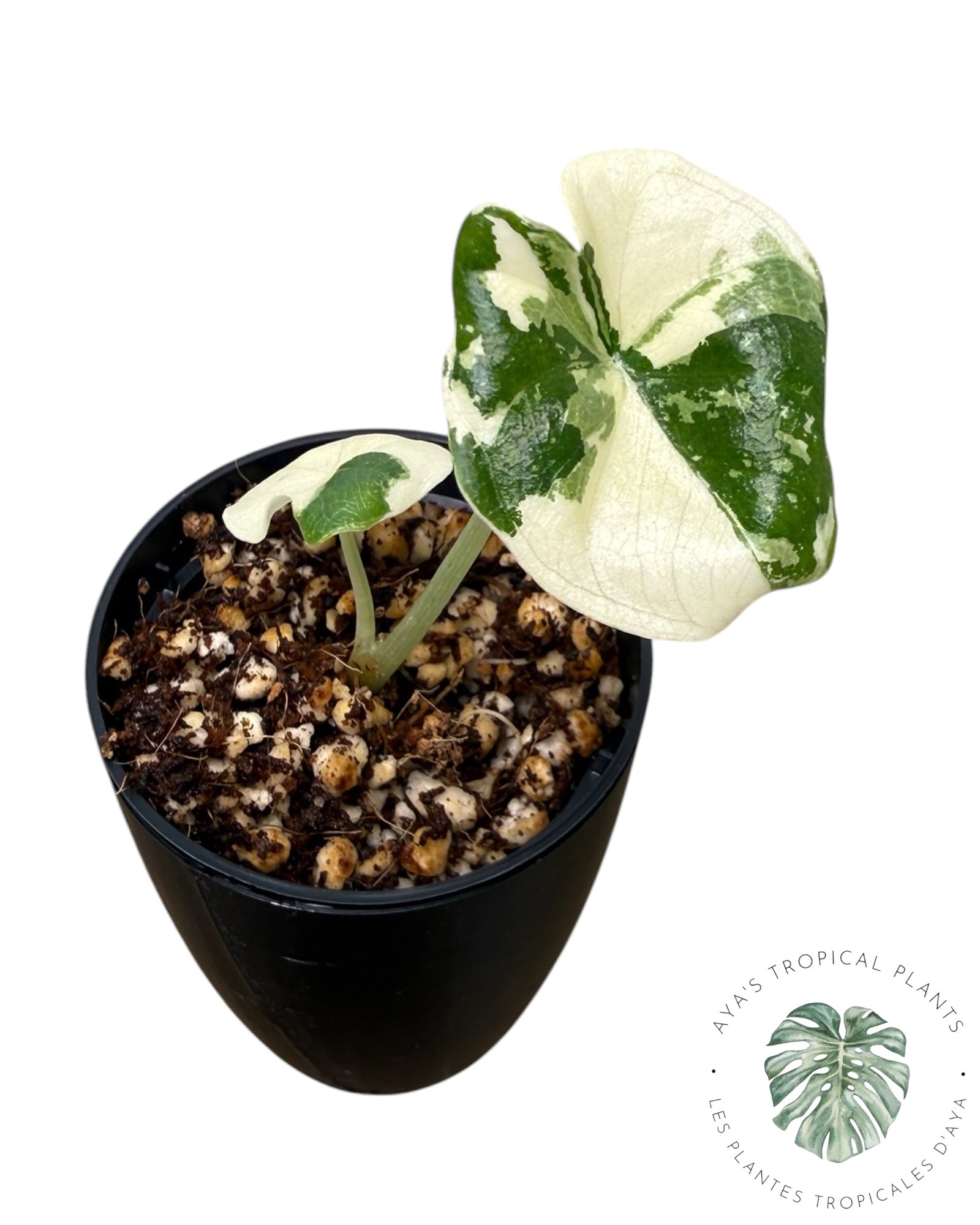 Alocasia Melo Albo panaché