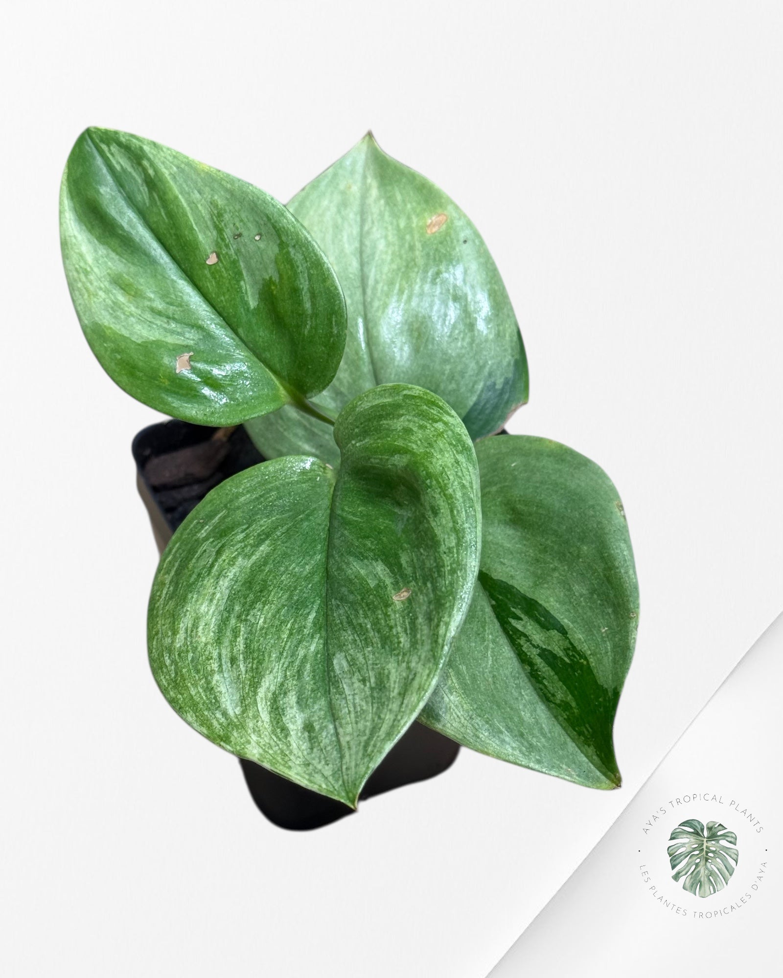 Scindapsus Treubii Moonlight White Mint - STM06