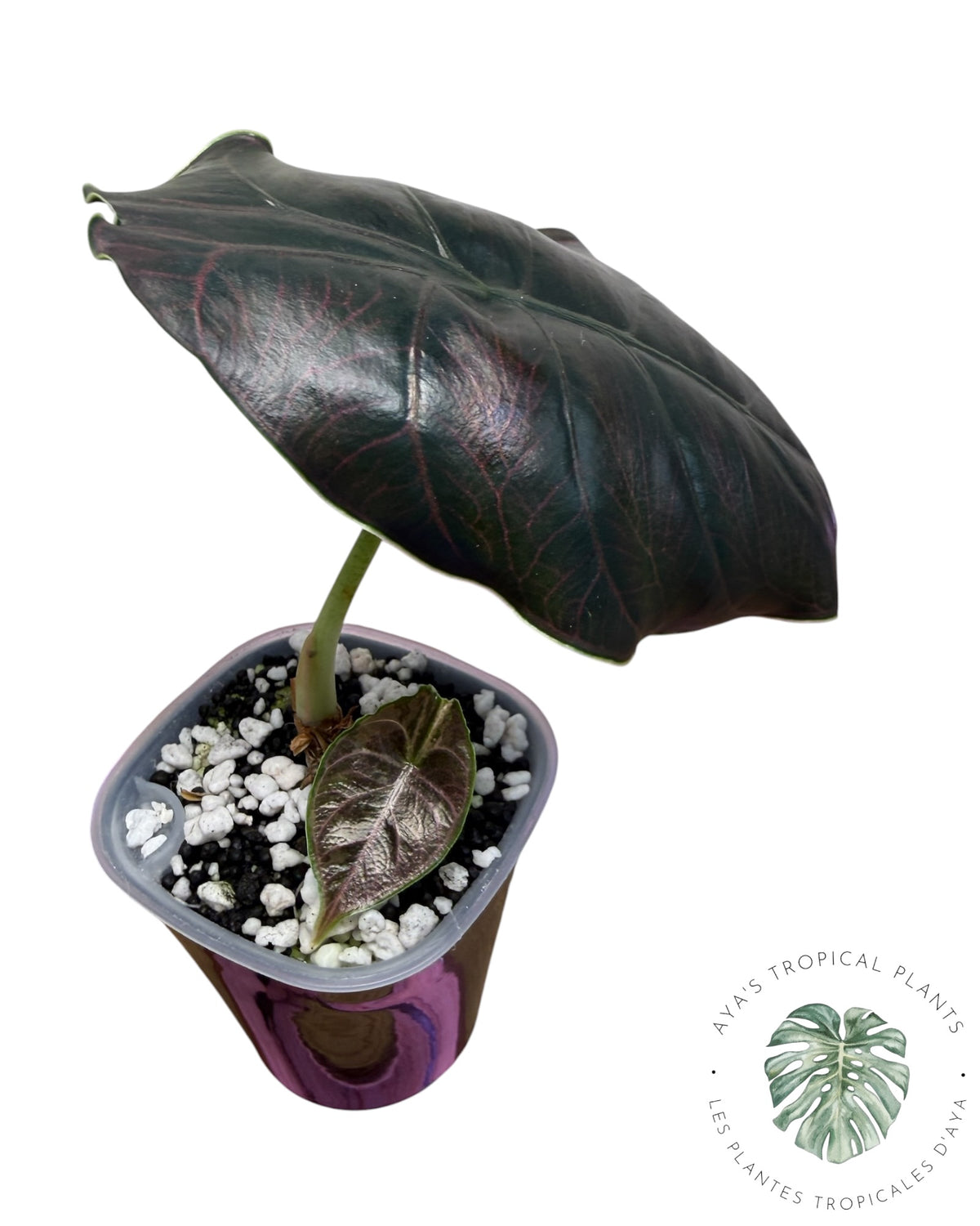 Alocasia Azlanii Pink