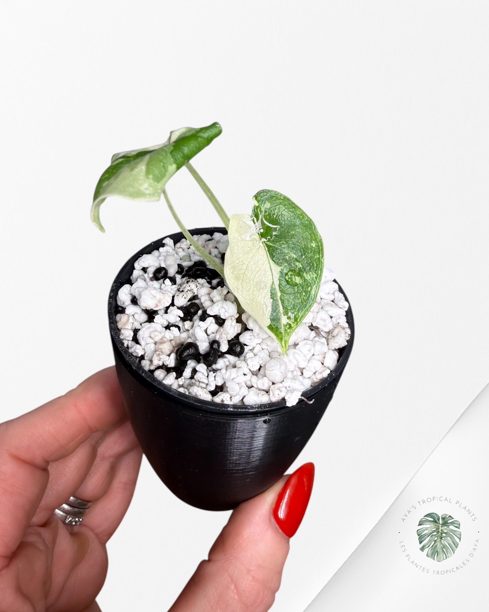 Alocasia Melo Albo Variegated