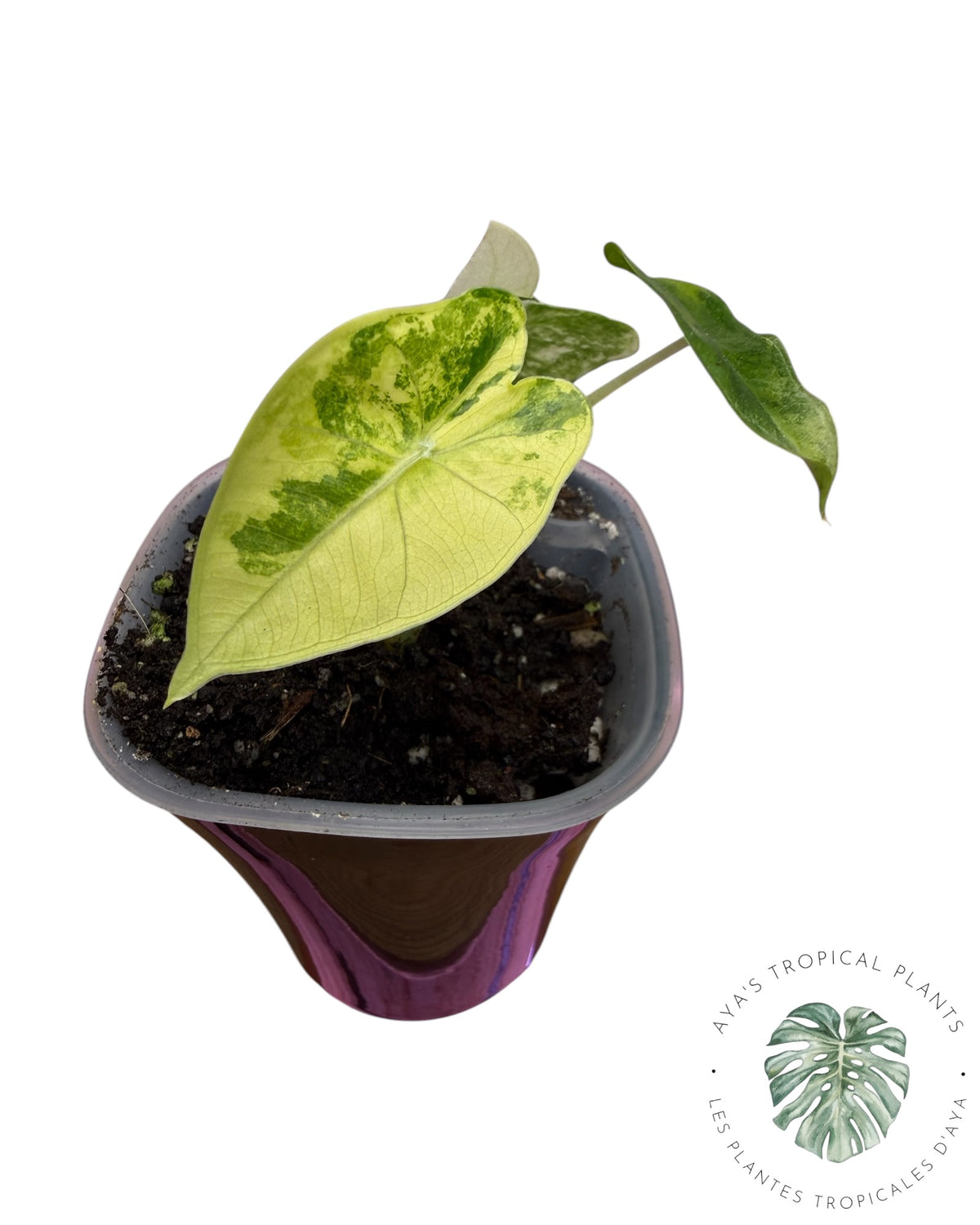 Alocasia Frydek Aurea Variegated