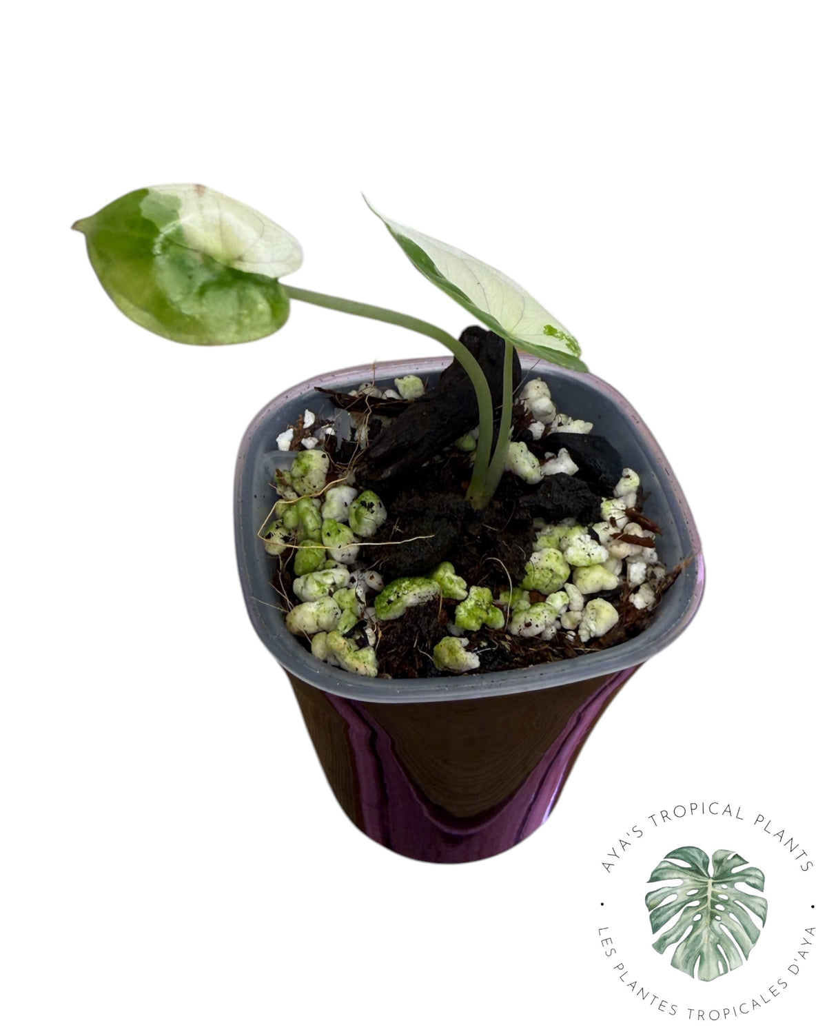 Alocasia Dragon Scale Albo