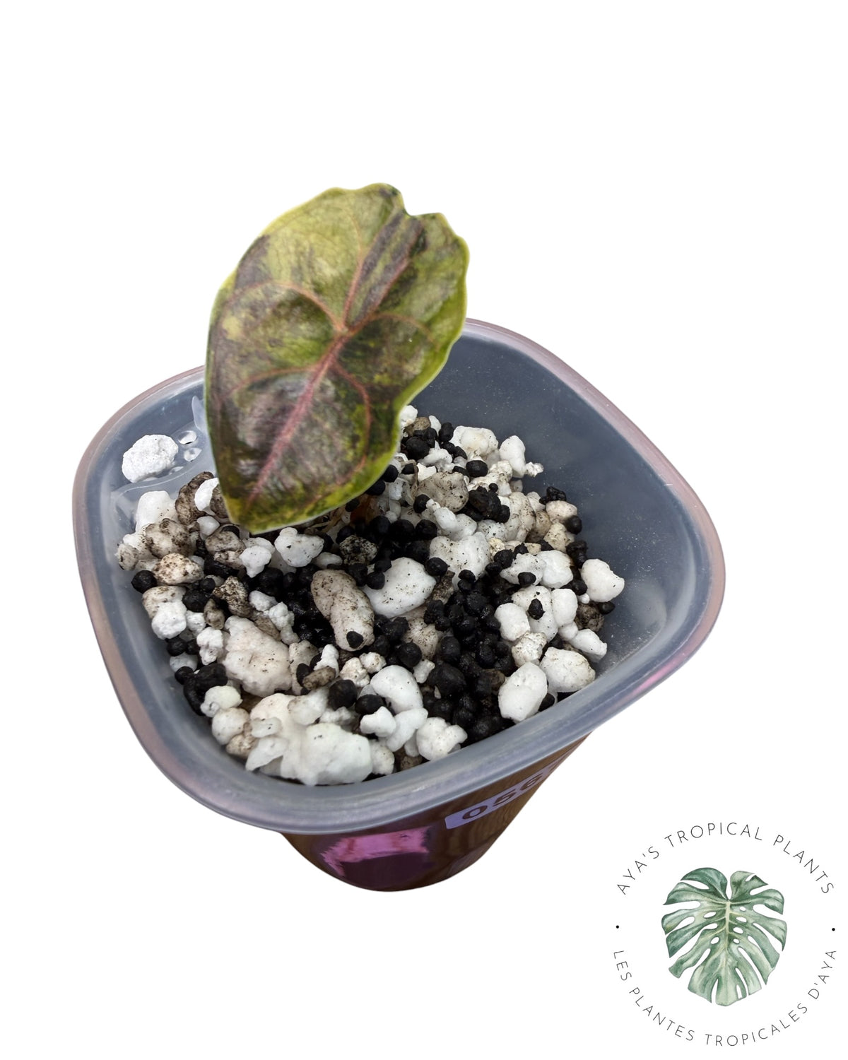 Alocasia Azlanii Gold / Aurea