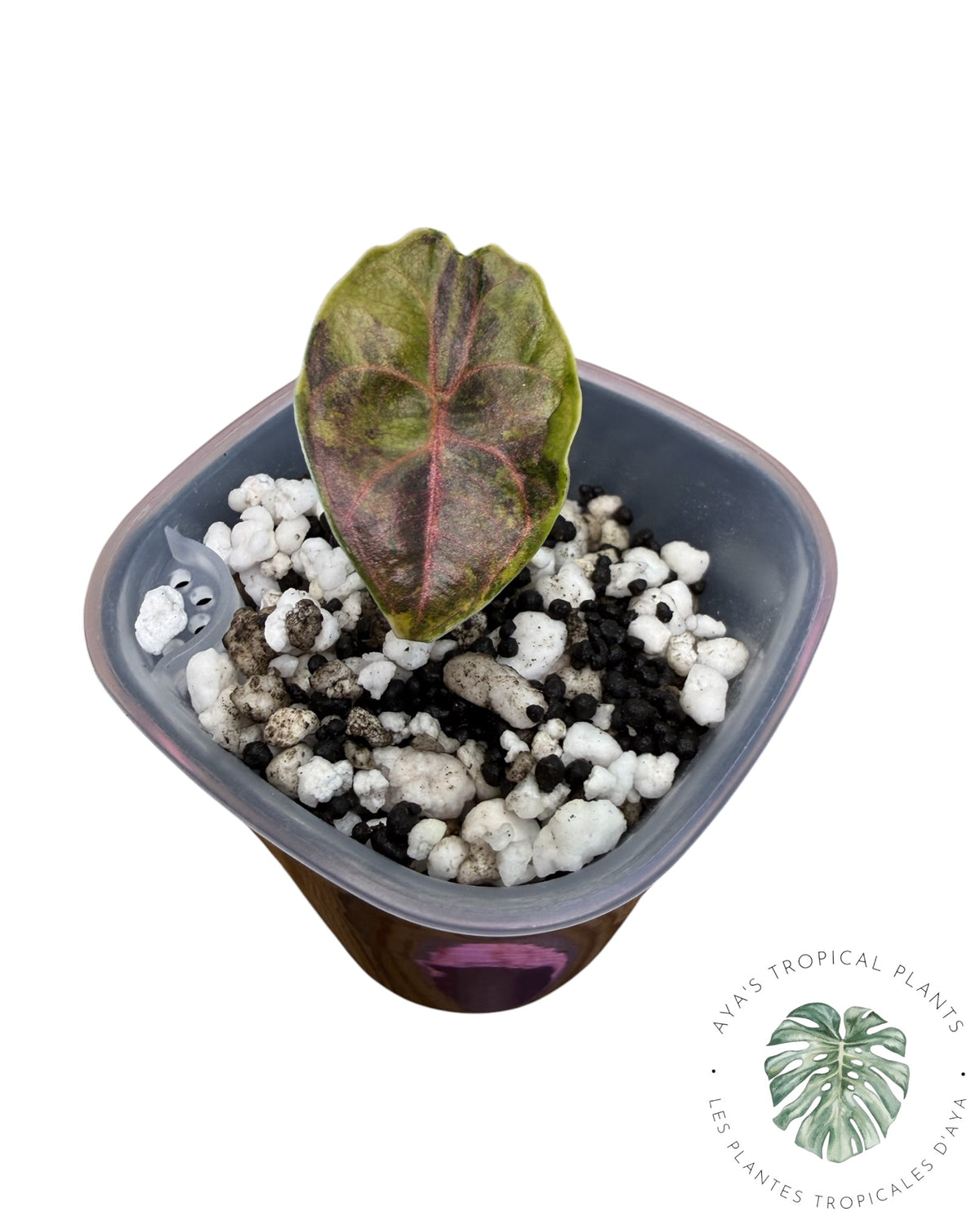 Alocasia Azlanii Gold / Aurea