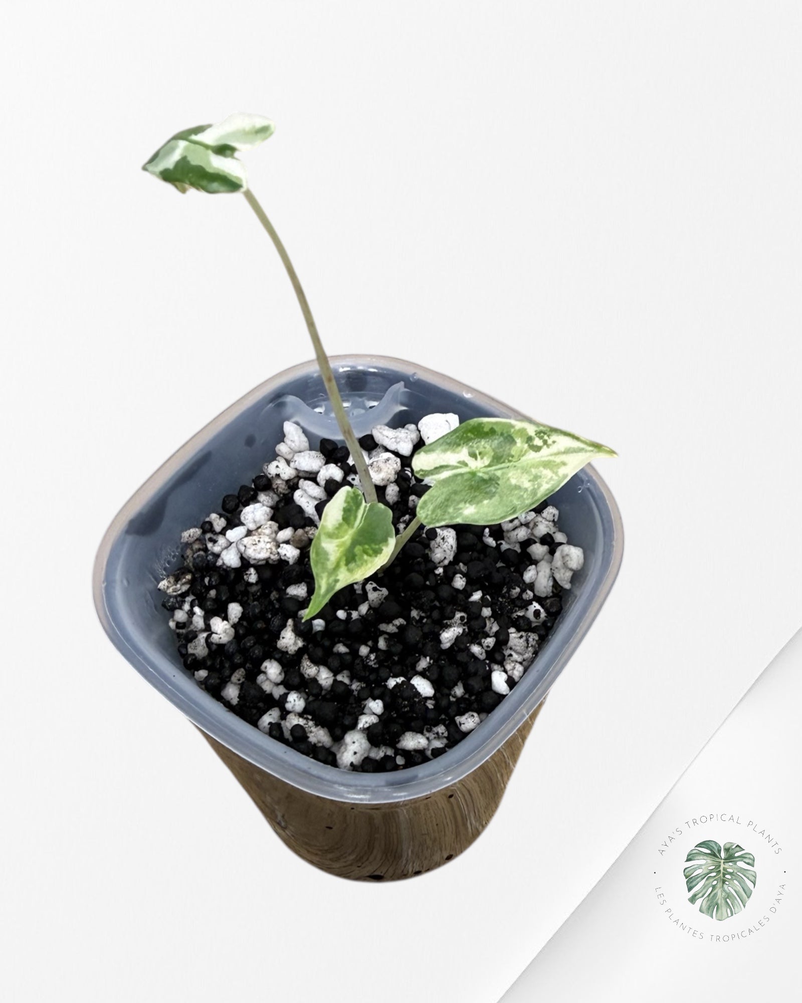 Alocasia Sarian Albo Variegated