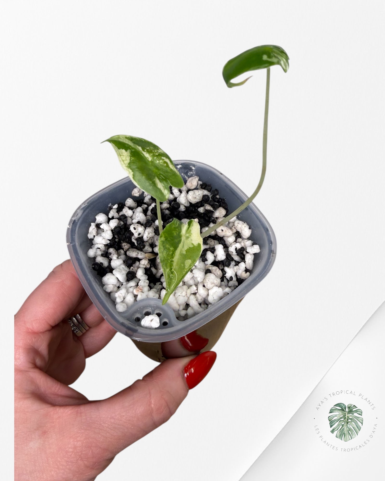 Alocasia Sarian Albo Variegated