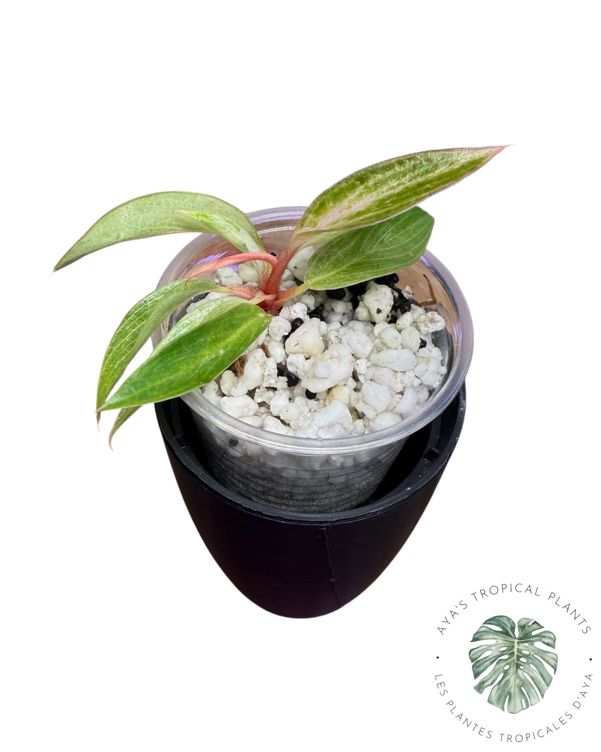 Philodendron Strawberry Caramel Variegated