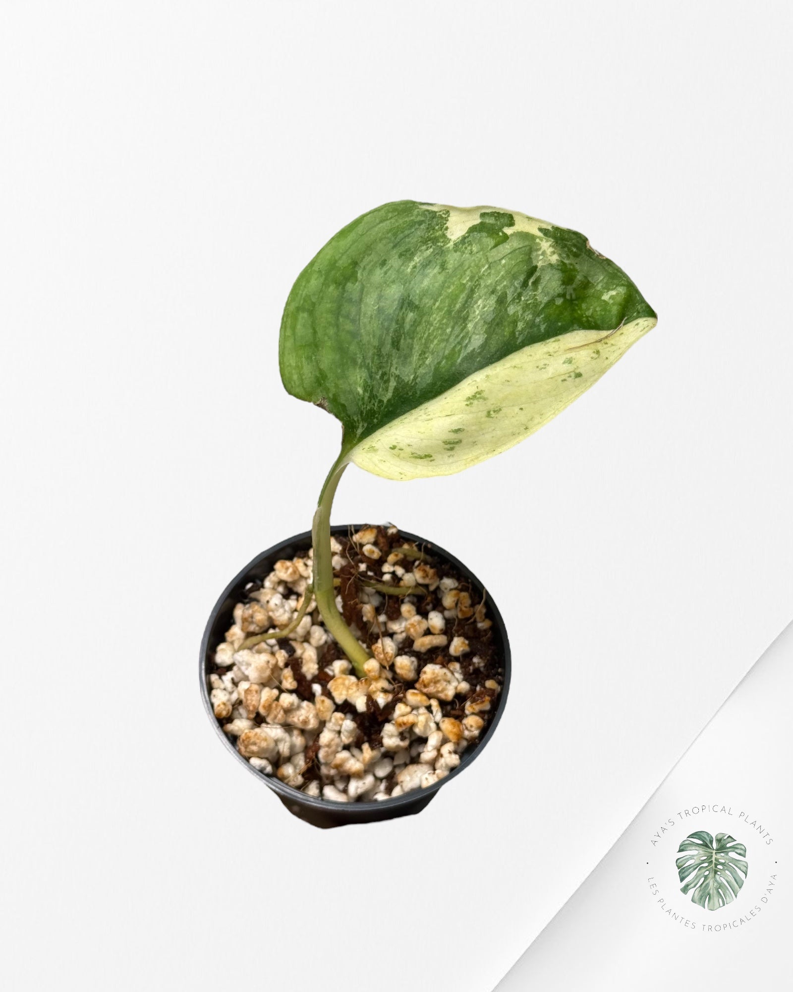 Scindapsus Silver Tattoo Variegata -V9