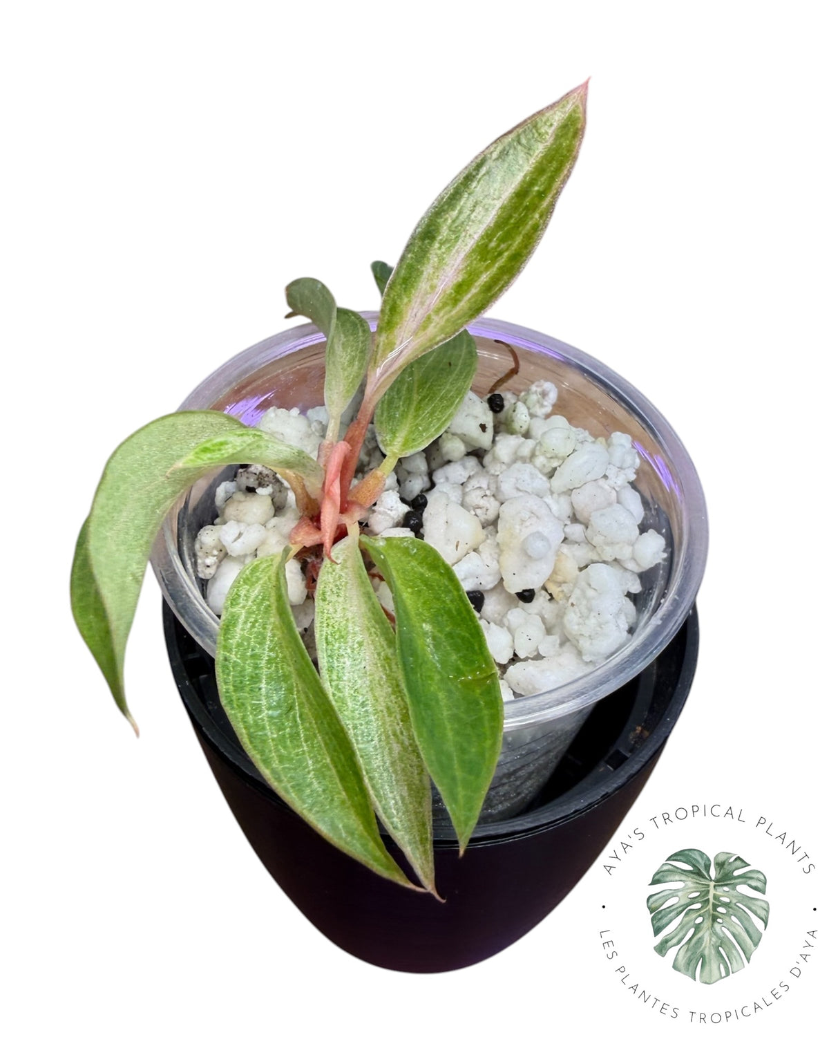 Philodendron Strawberry Caramel Variegated