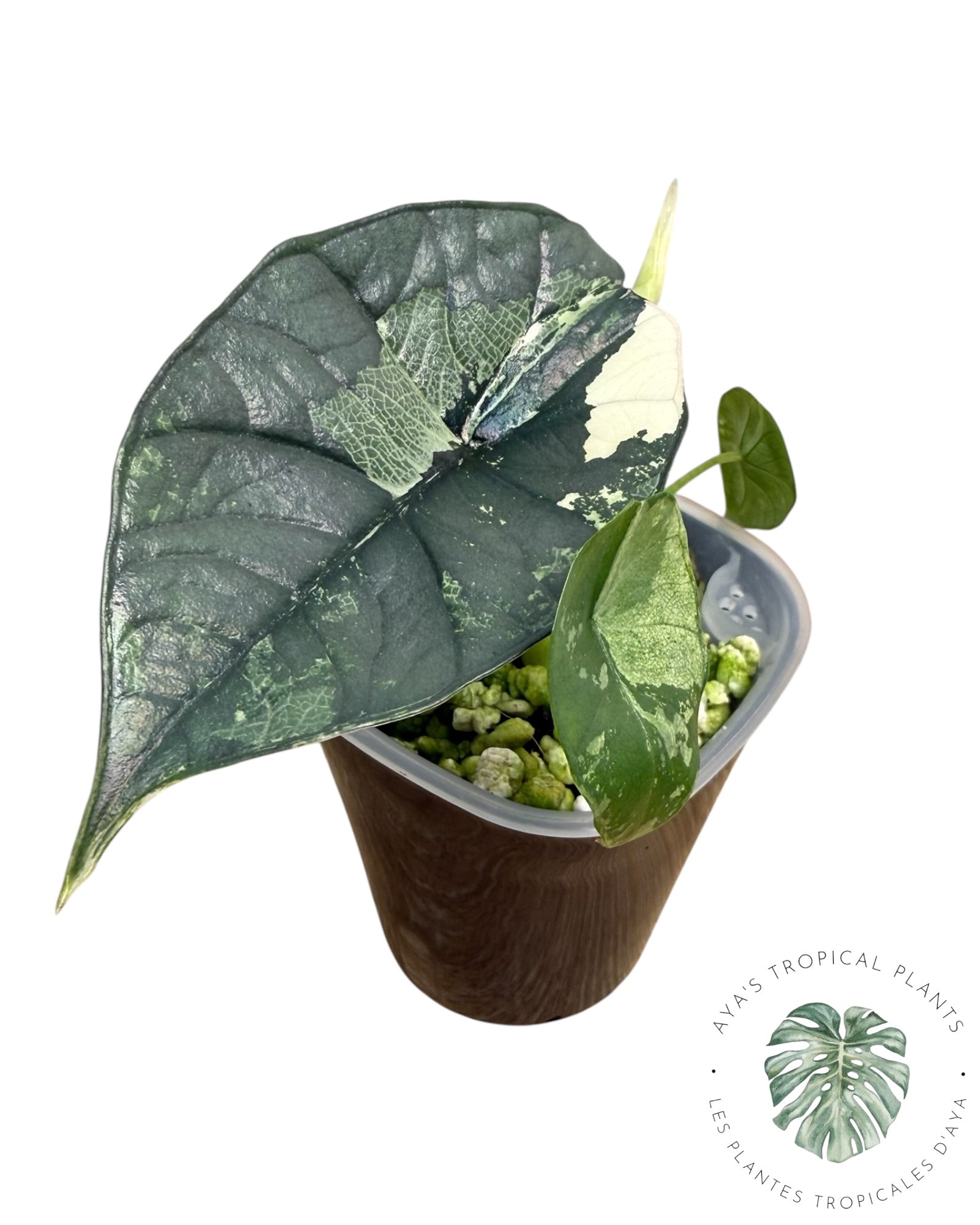 Alocasia Bisma Platinum Albo Variegated