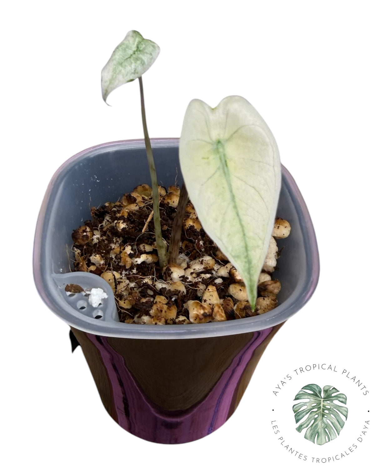 Alocasia Zebrina Mint