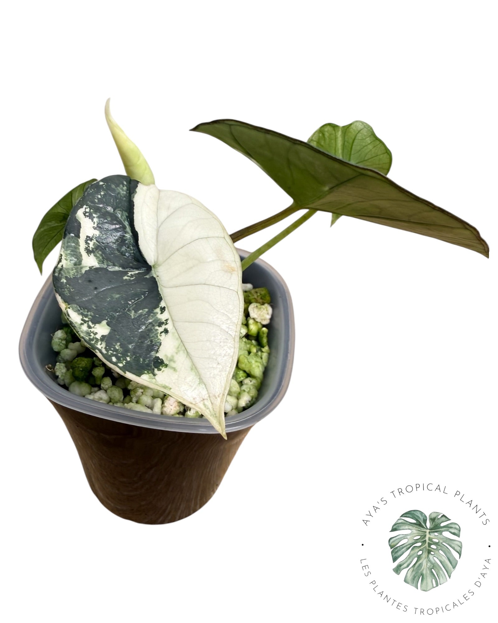 Alocasia Bisma Platinum Albo Variegated